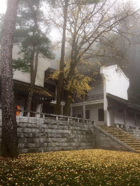 湖南银杏观赏地之一,南岳衡山福严寺您一定不要错过@所有人