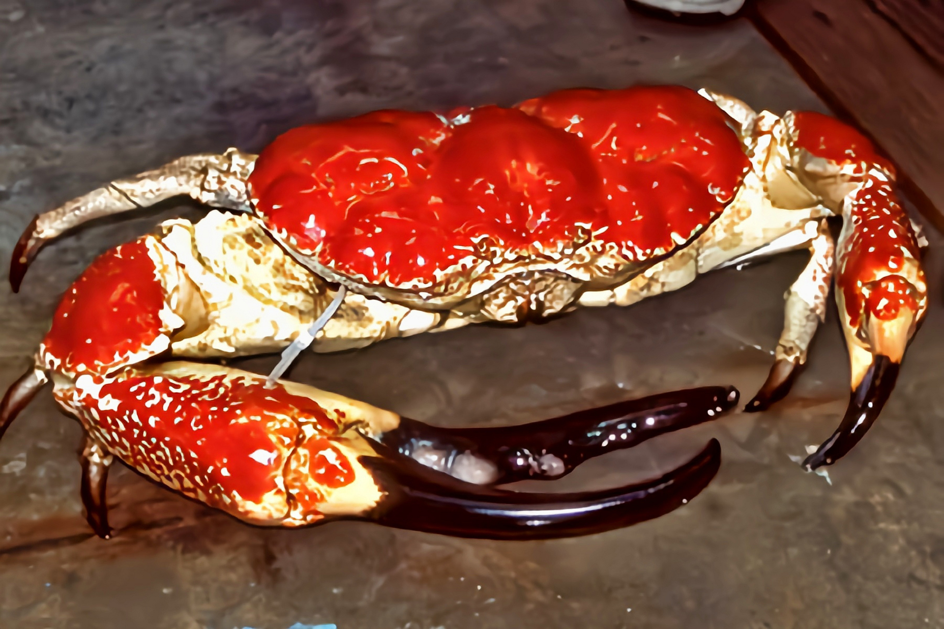 每天认识一种动物——澳洲皇帝蟹 澳洲皇帝蟹别名澳洲巨蟹,巨大拟滨蟹