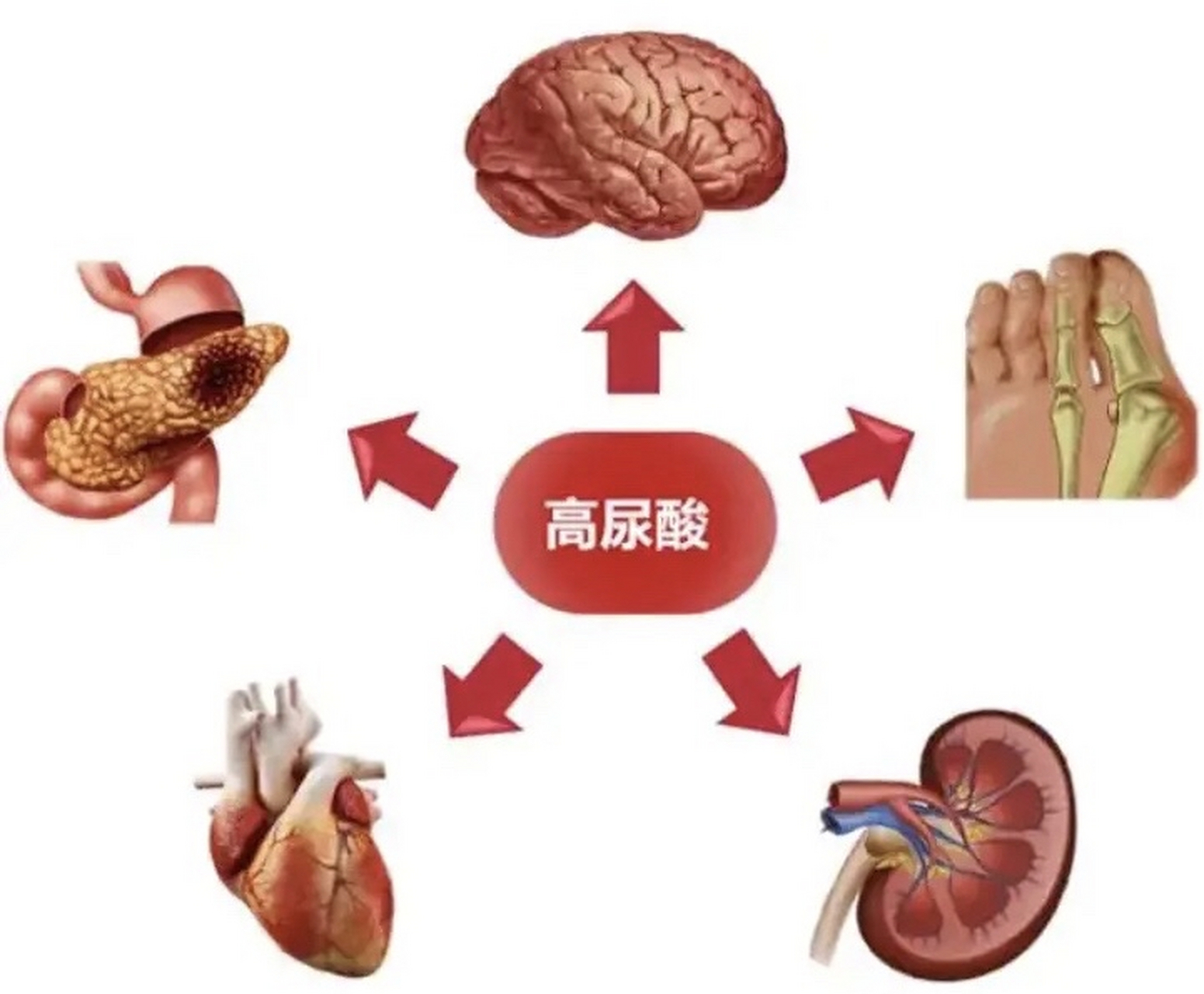 这些食物最升尿酸,当心伤骨又伤肾!  1.贝类  2.带鱼  3.肉汤  4.