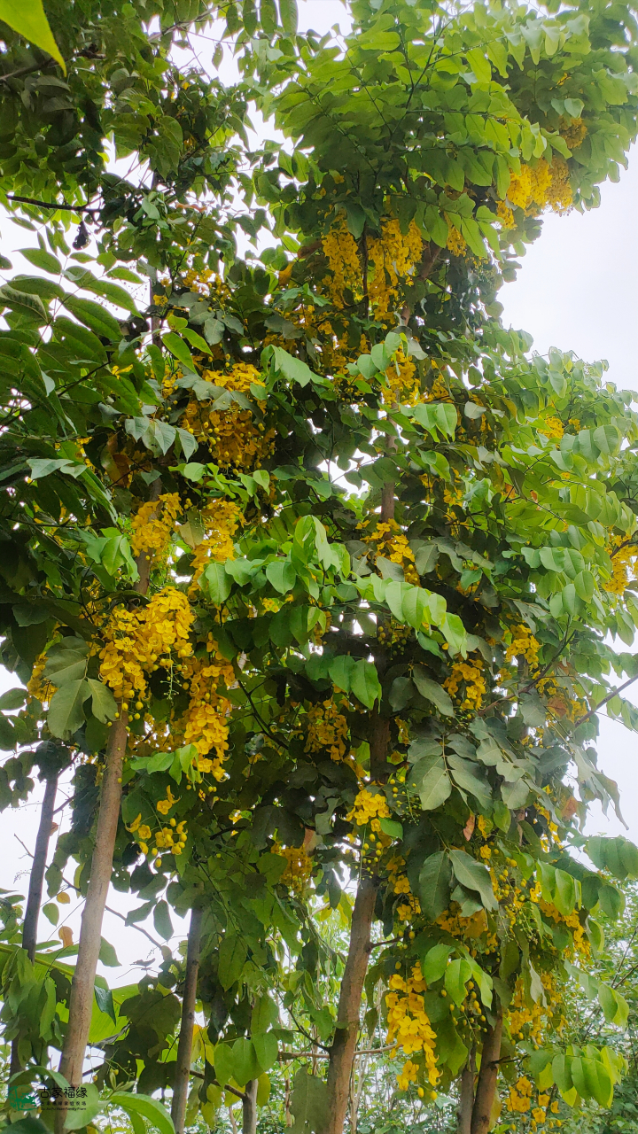 花疗# #自然疗养#  阿勃勒,黄金雨,摇曳生姿 充满了清新与活力