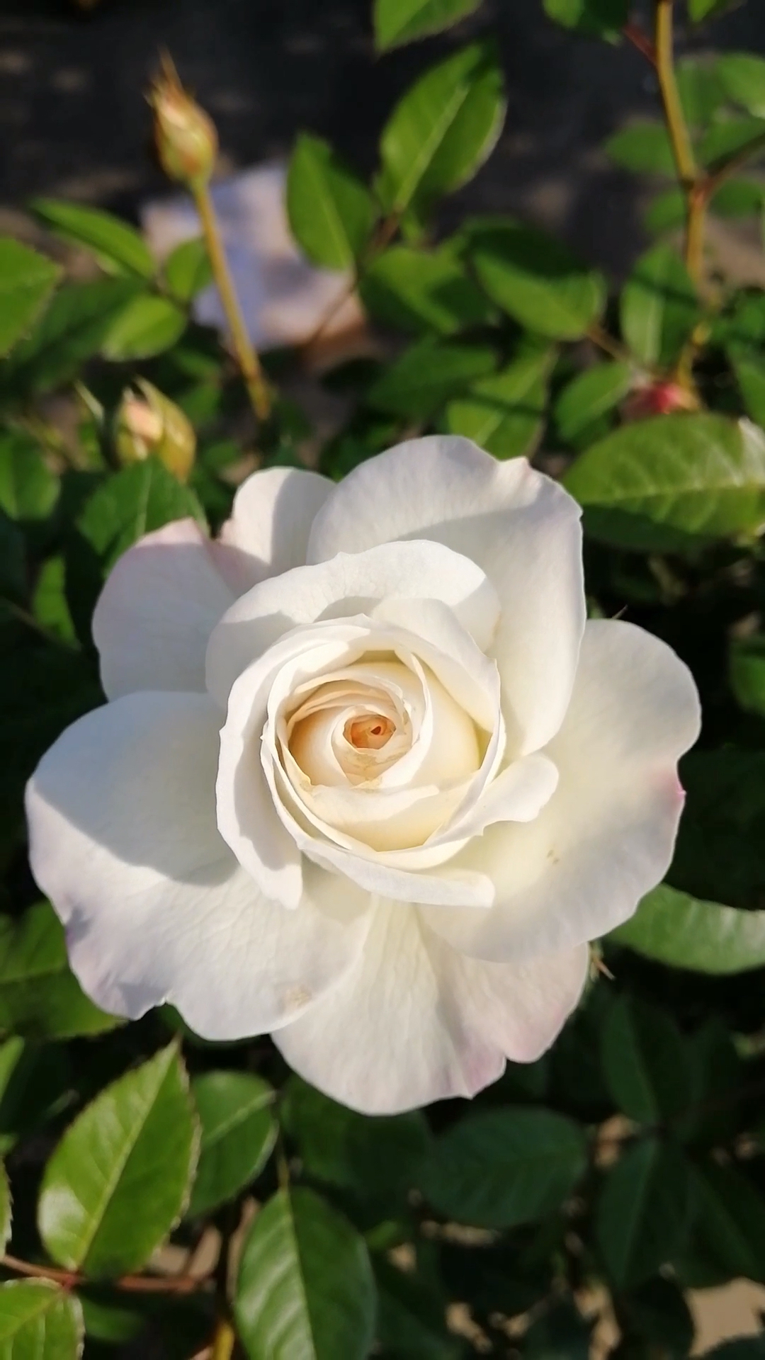 洁白无暇的月季花一朵朵就像可爱的白色小精灵