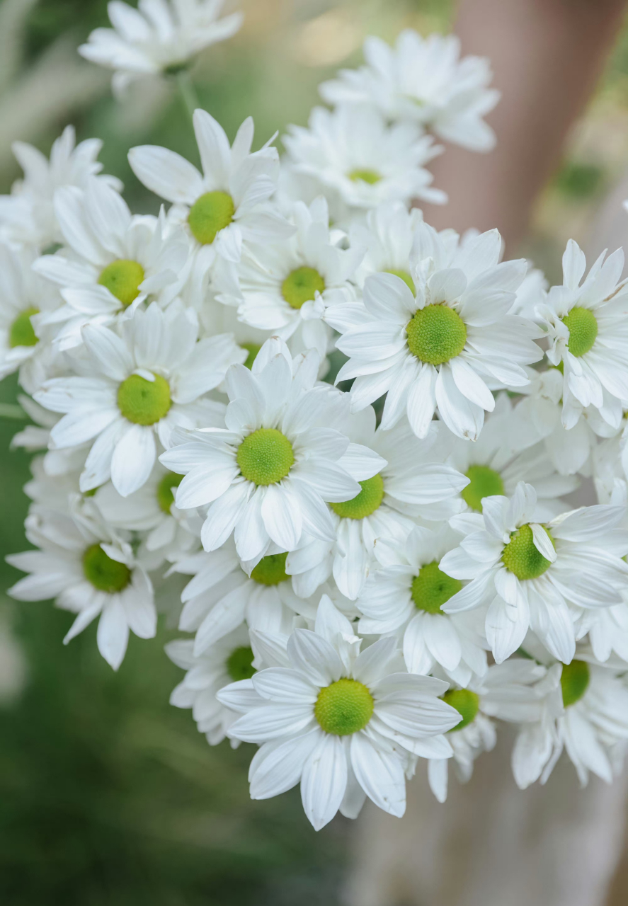 乐作flora|纯洁素雅的索芙特白小菊,清爽了整个初夏 ! ​
