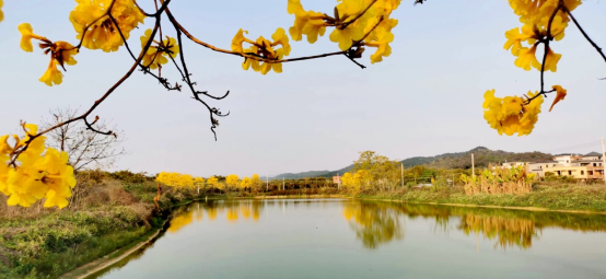 闖入春日的浪漫——花都赤坭竹洞村黃花風鈴