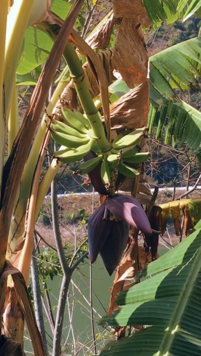 澜沧江畔的野芭蕉