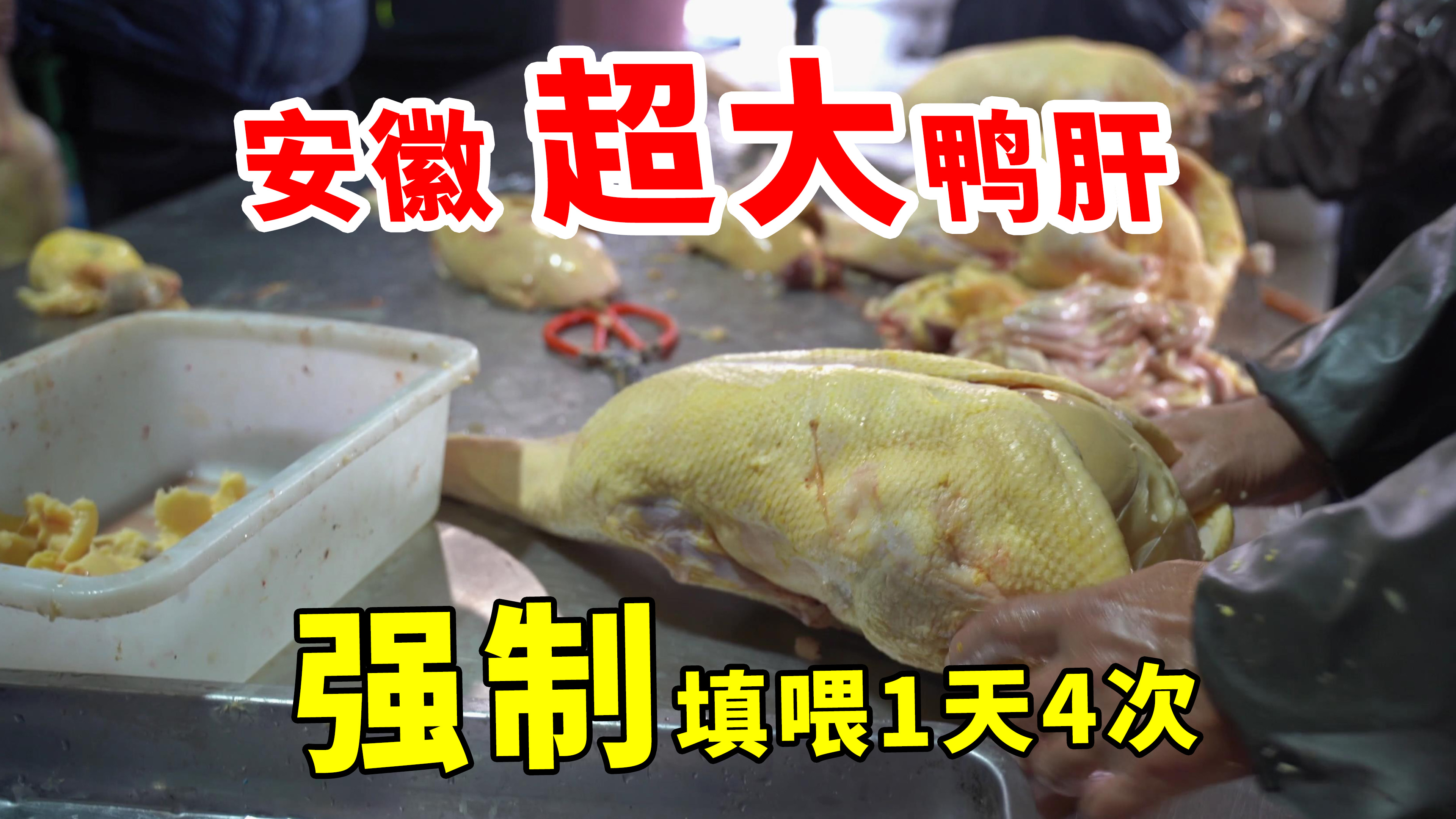 安徽大哥专做鸭肝,90天鸭子最大能长3斤肝一个卖200多,爽滑好吃