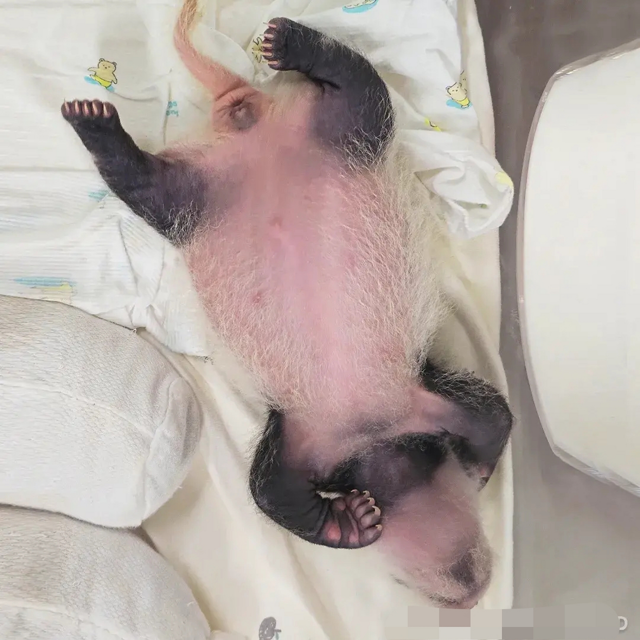 出生第27天飞速成长的双胞胎,福宝的妹妹们身  上的墨又深了,小背心