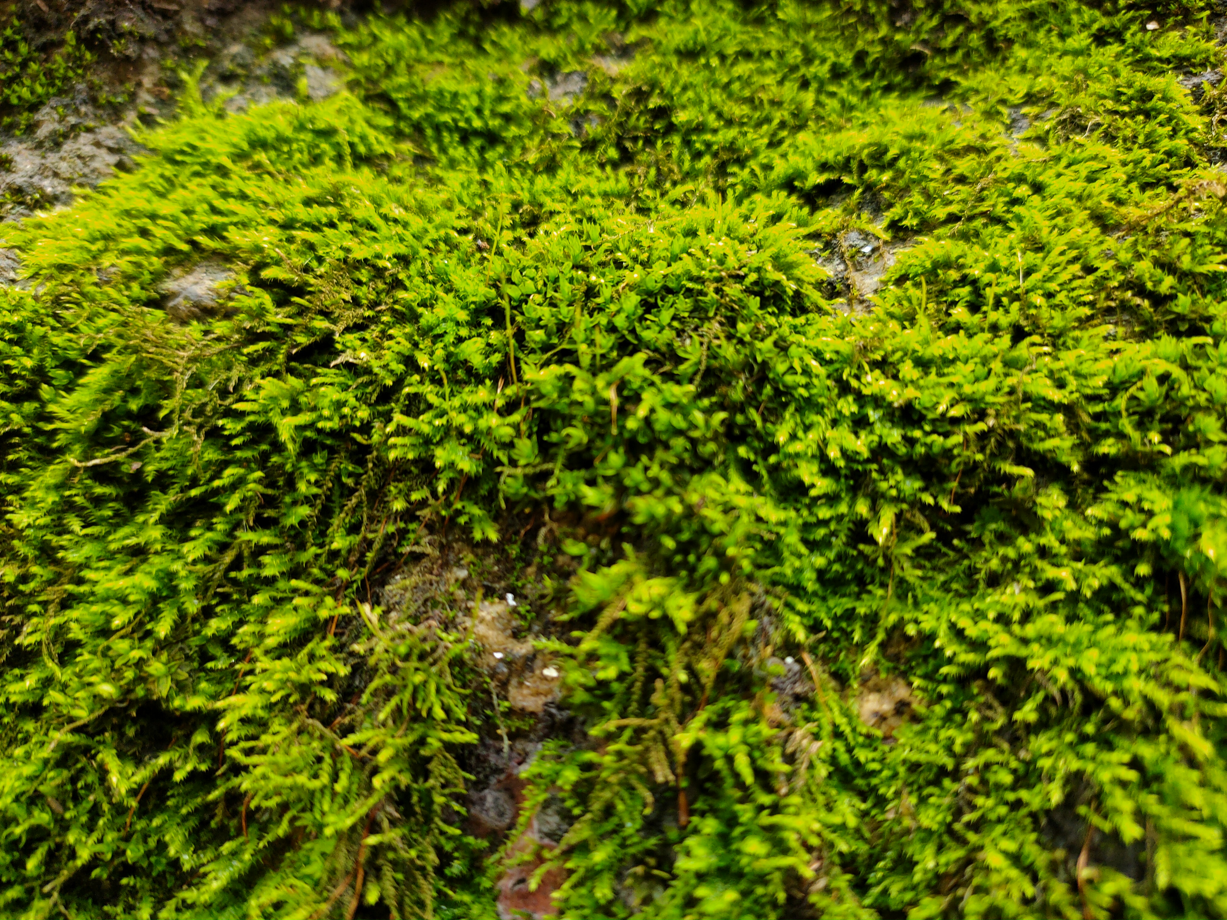 青苔——是苔藓植物的泛称,附着于物体表面蔓延生长,故也称苔衣