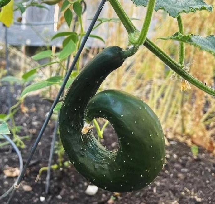 黄瓜畸形(弯曲瓜)