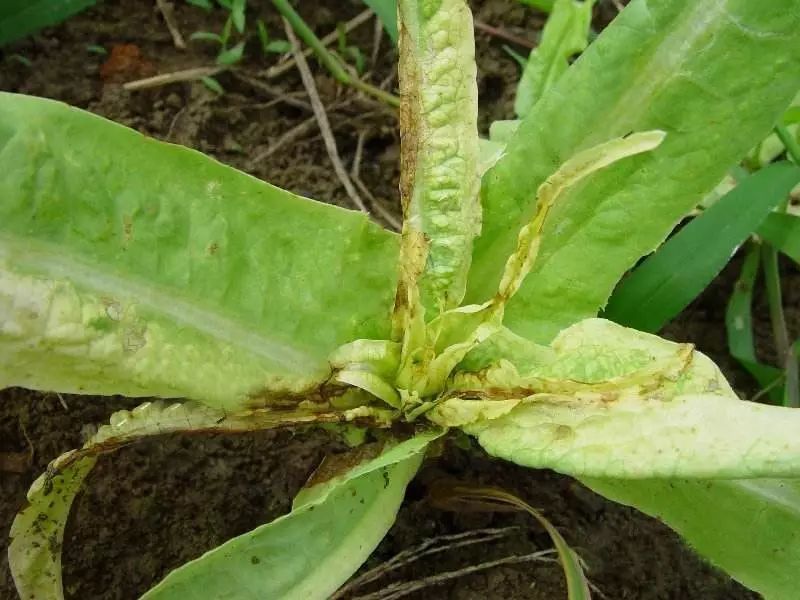 植物病毒病该怎么防?很多人不知道怎么防,看完你就知道了!