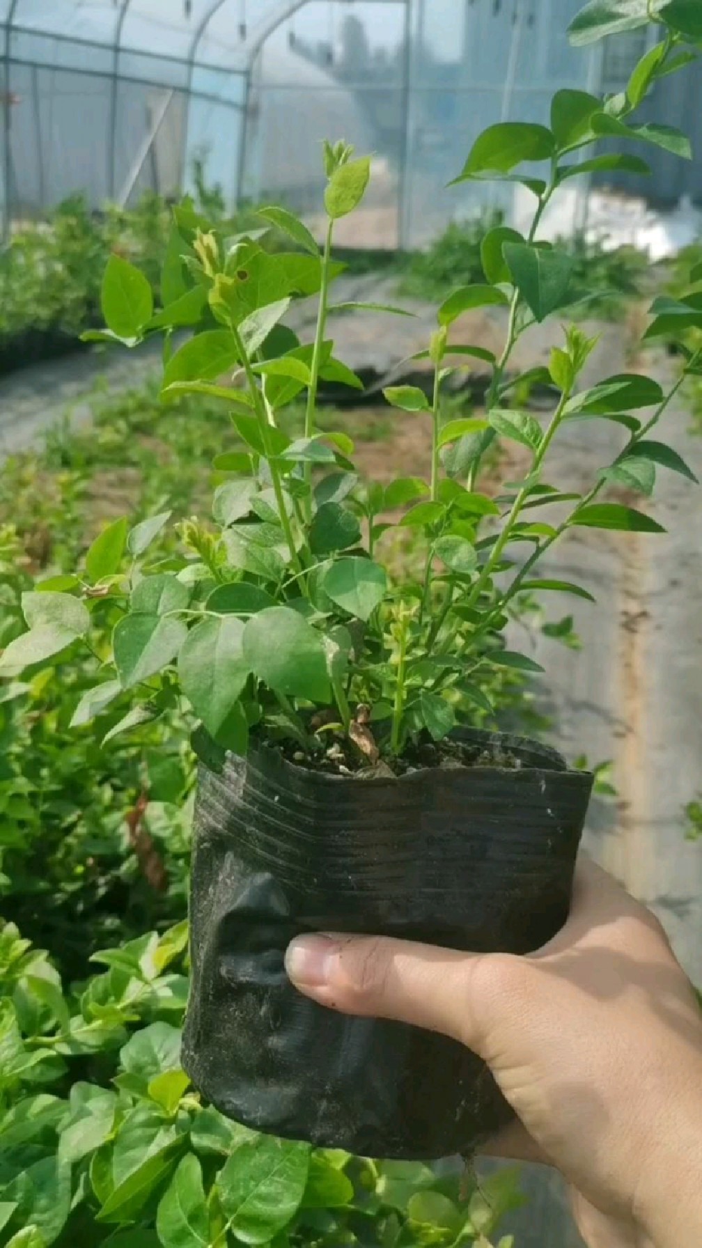 法新蓝莓苗!组培蓝莓苗,分支多,早熟,串果品种!