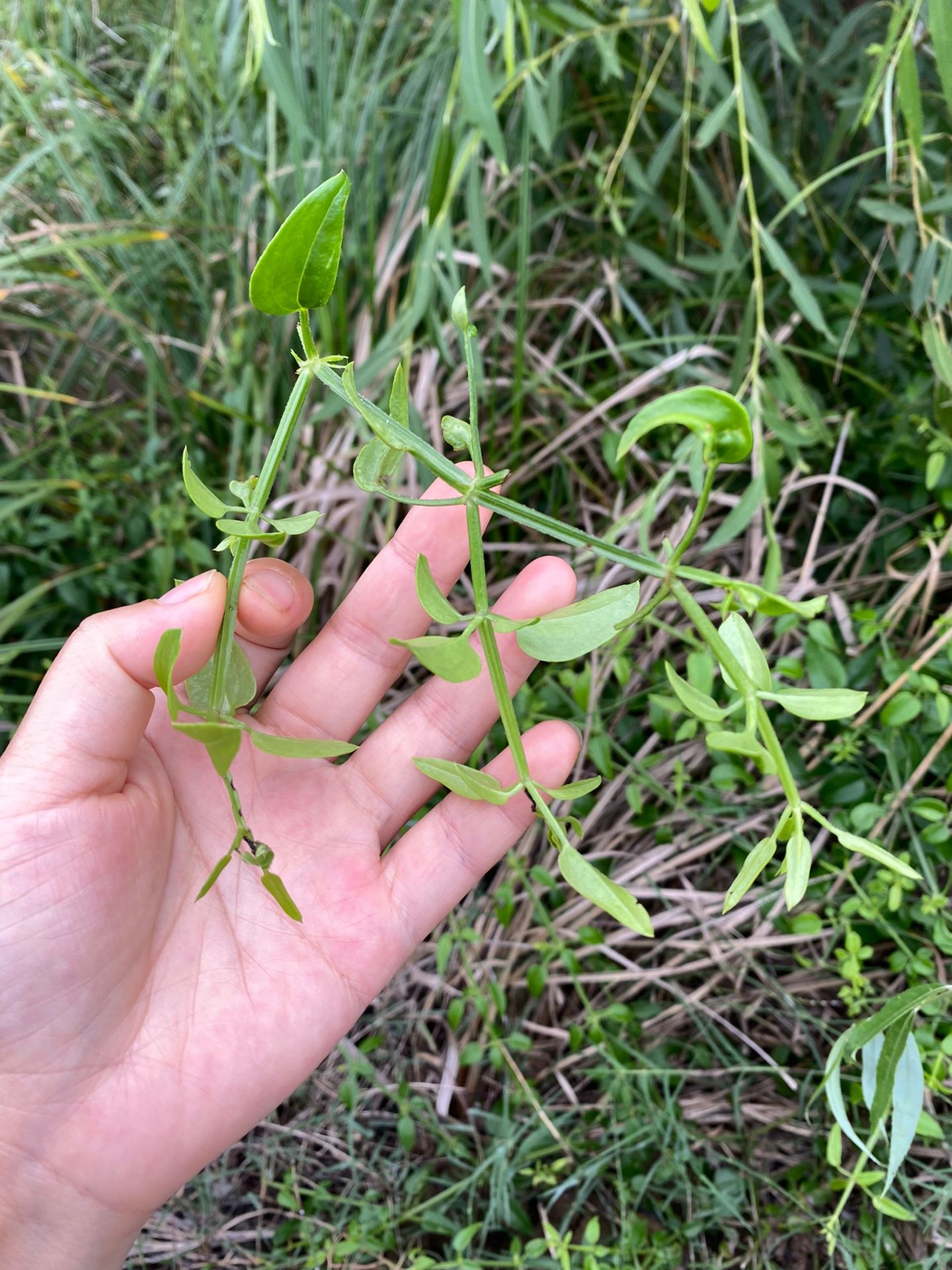 茜草图片大全植物图片图片