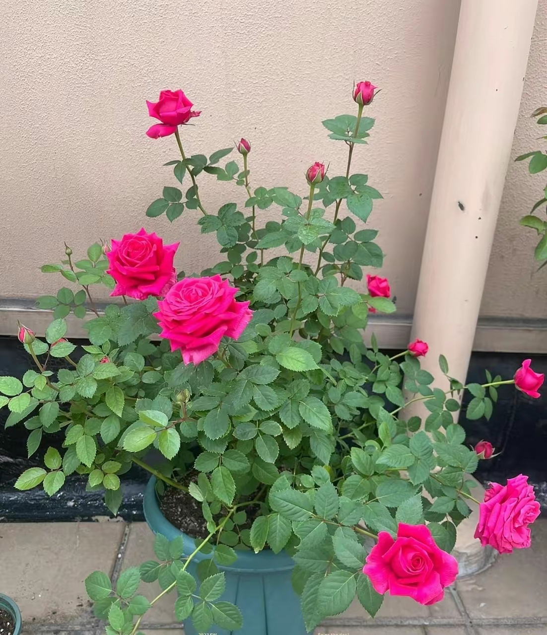 微型盆栽月季-巨蟹座