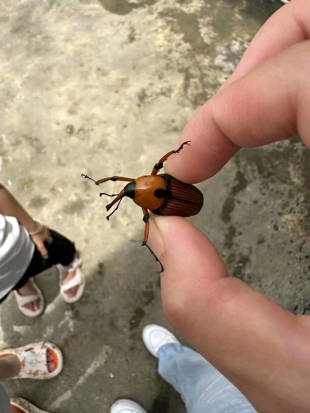 这个虫子你们那叫什么,我们叫牛屎虫