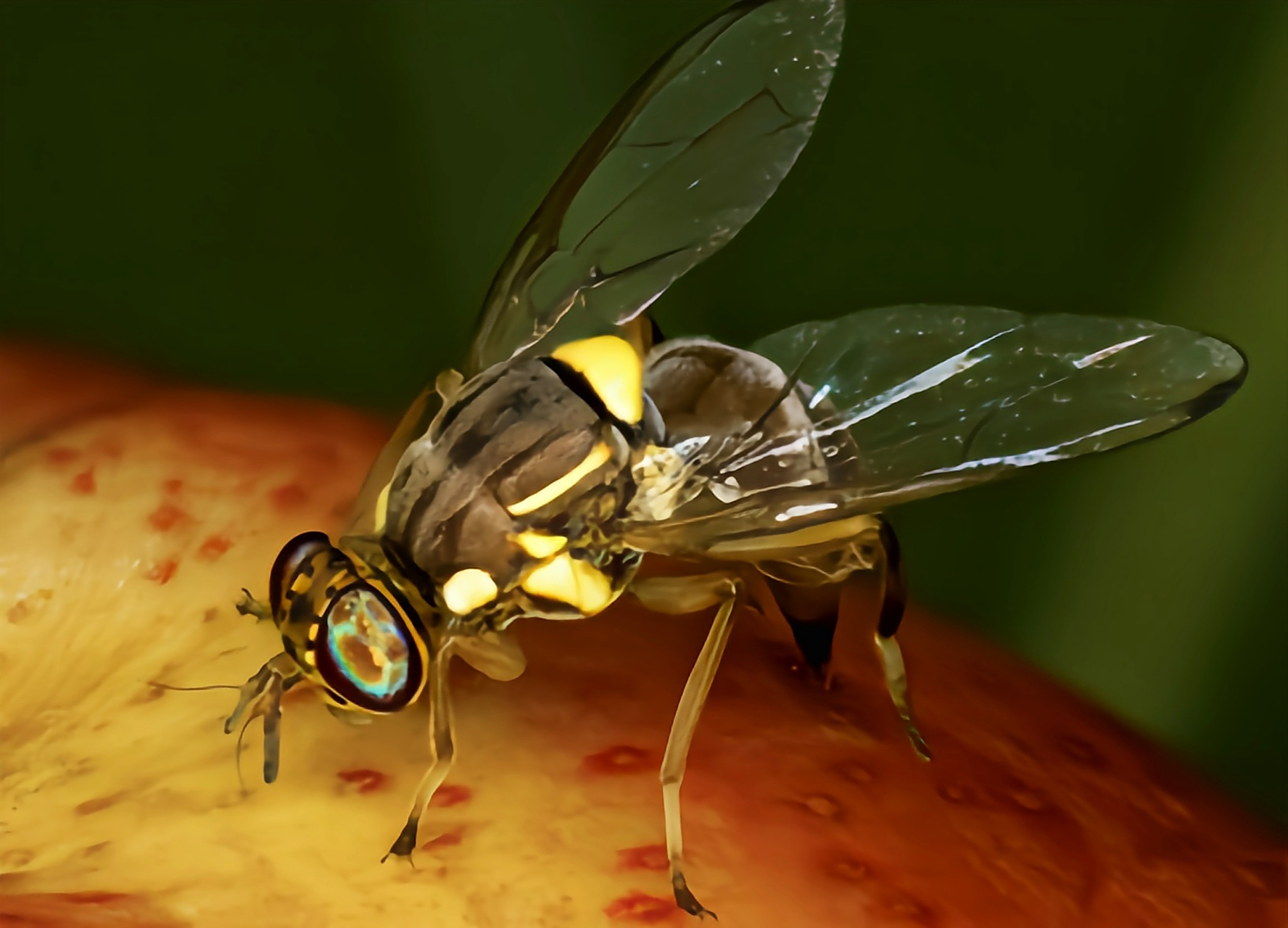 每天认识一种昆虫——桔小实蝇 桔小实蝇别名橘小实蝇,柑橘小实蝇