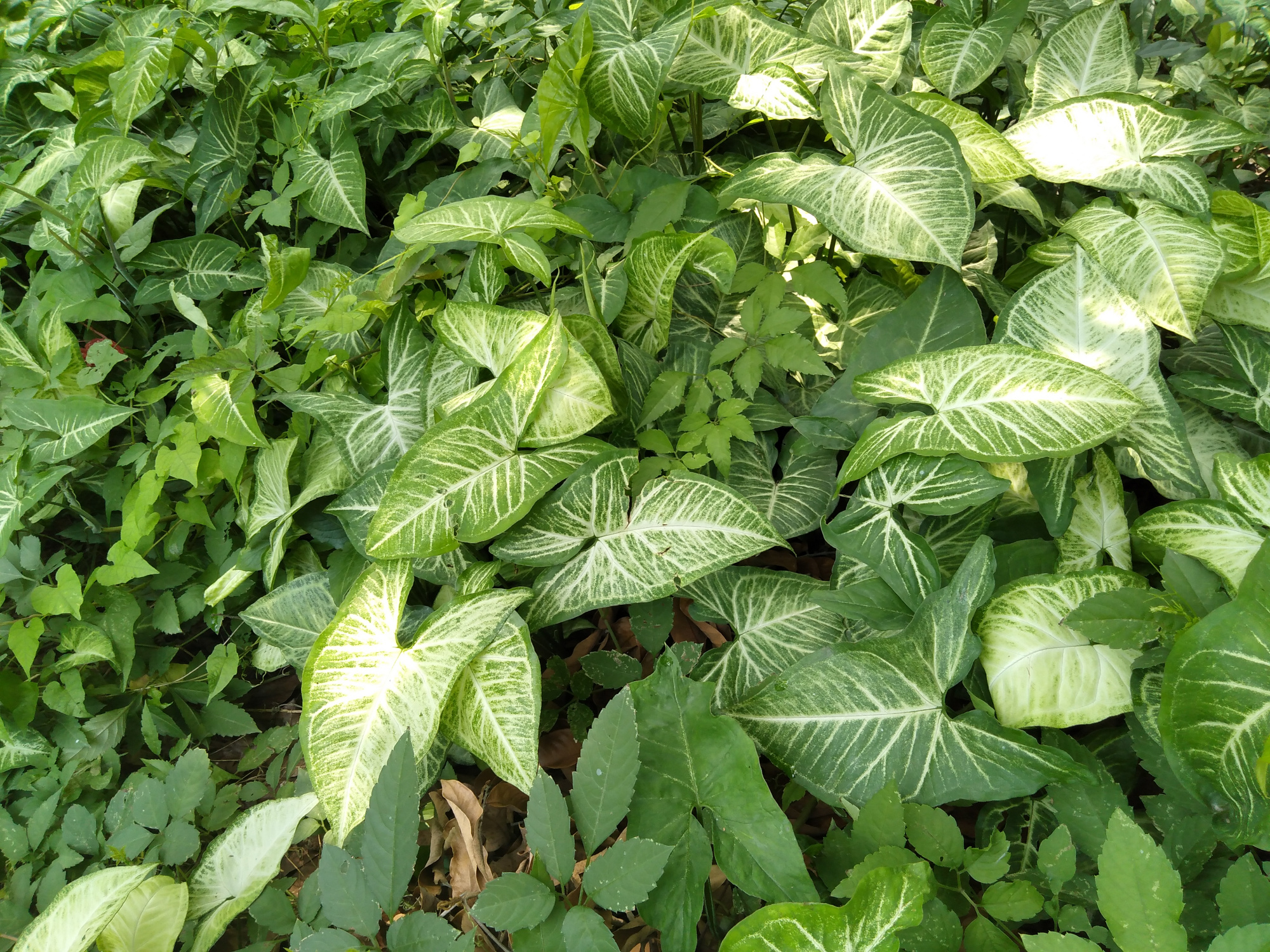 可以做盆栽的植物,白蝴蝶