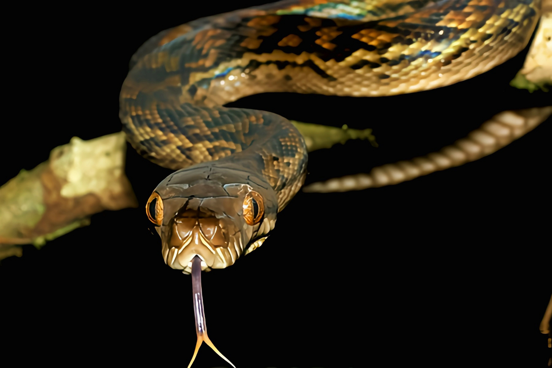 每天认识一种动物——紫晶蟒 紫晶蟒是澳洲最大的蛇类,体长一般3.5-5.