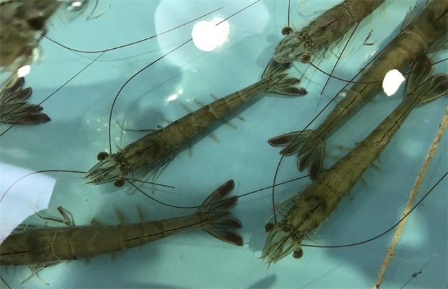 广受好评的基围虾的养殖方法,掌握这几个要点让你养好基围虾