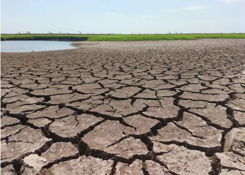 长江干旱还在持续,洞庭湖也干了,野生鱼还能生存下来吗?