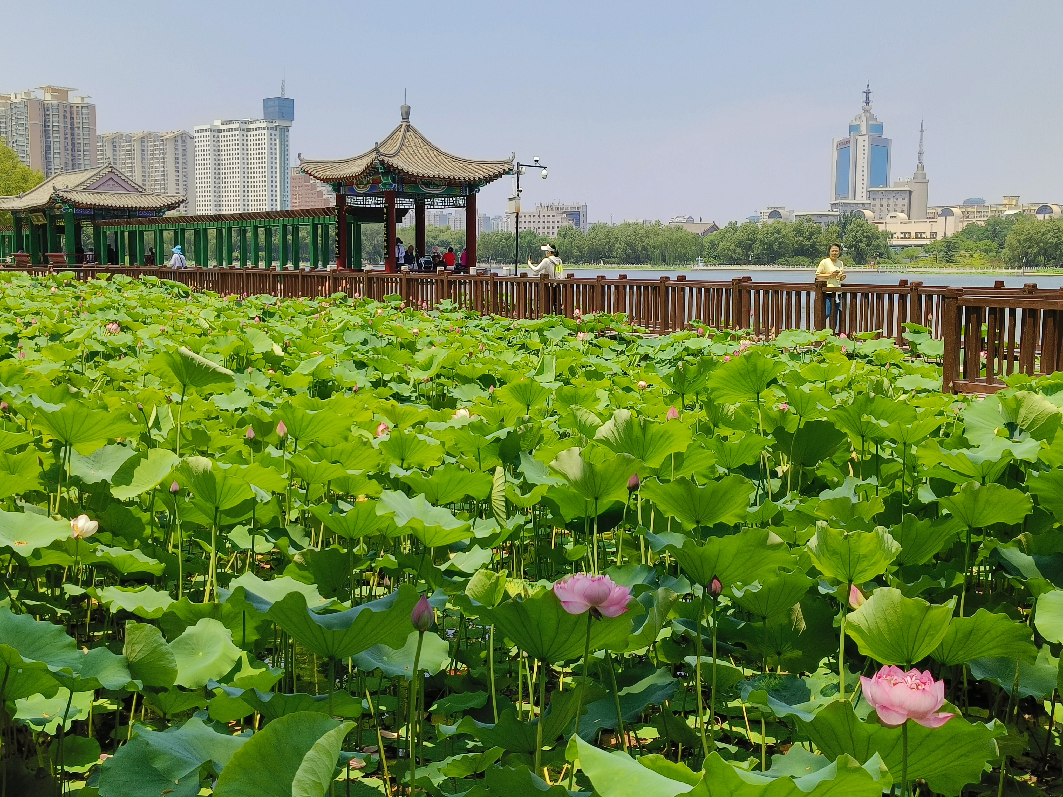 昆明莲花池公园图片