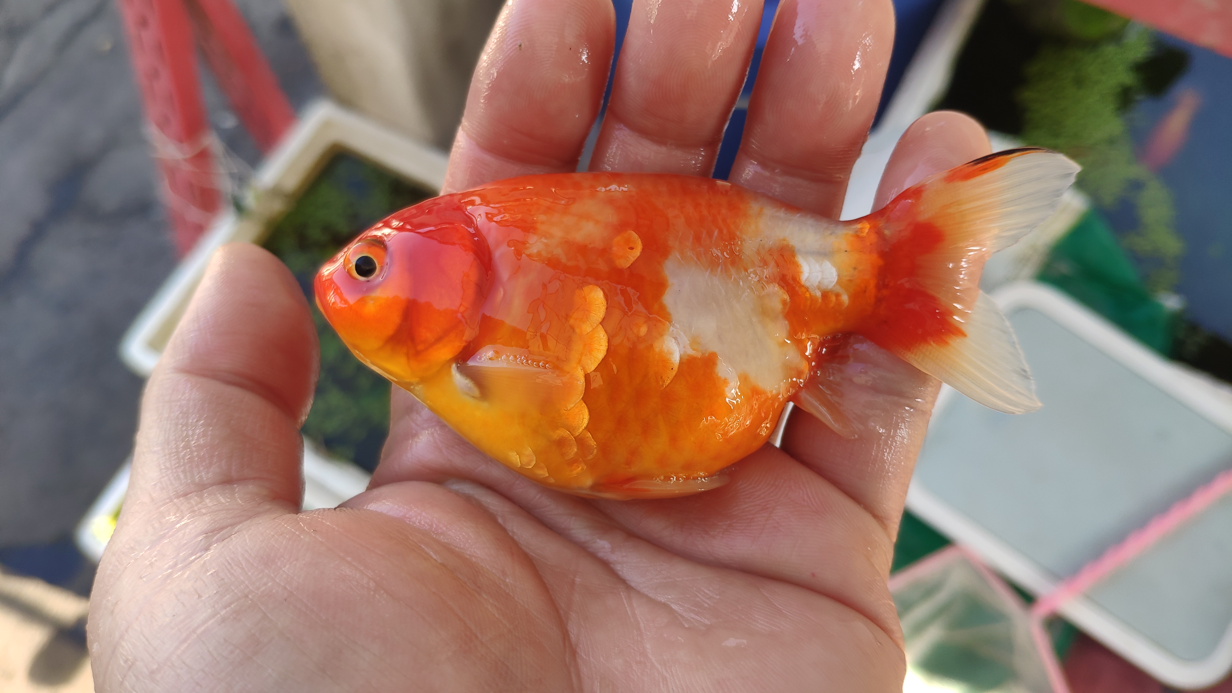 这条单尾兰寿苗的鳞片怎么了?