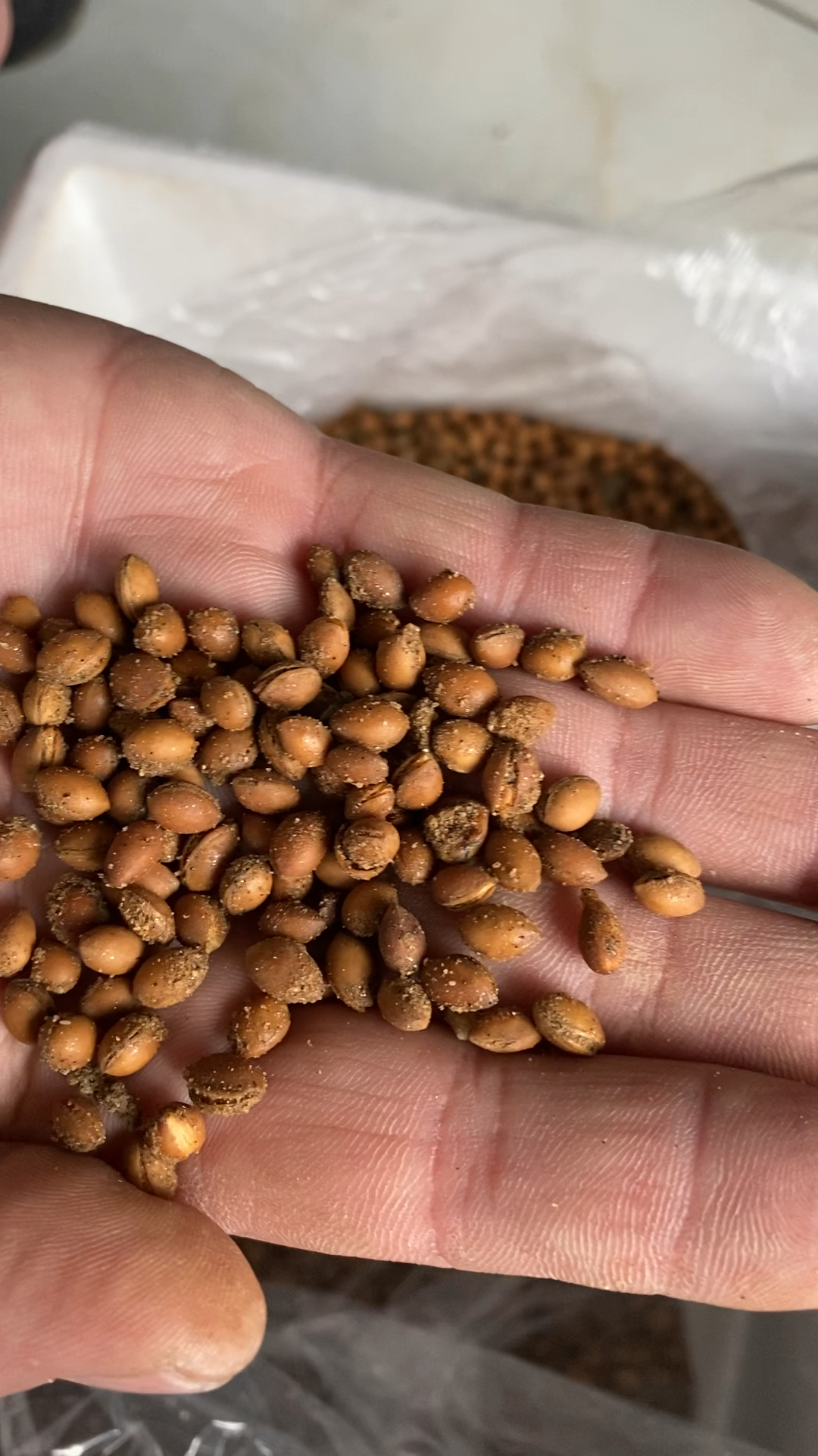 马哈利种子,辽宁马哈利种子