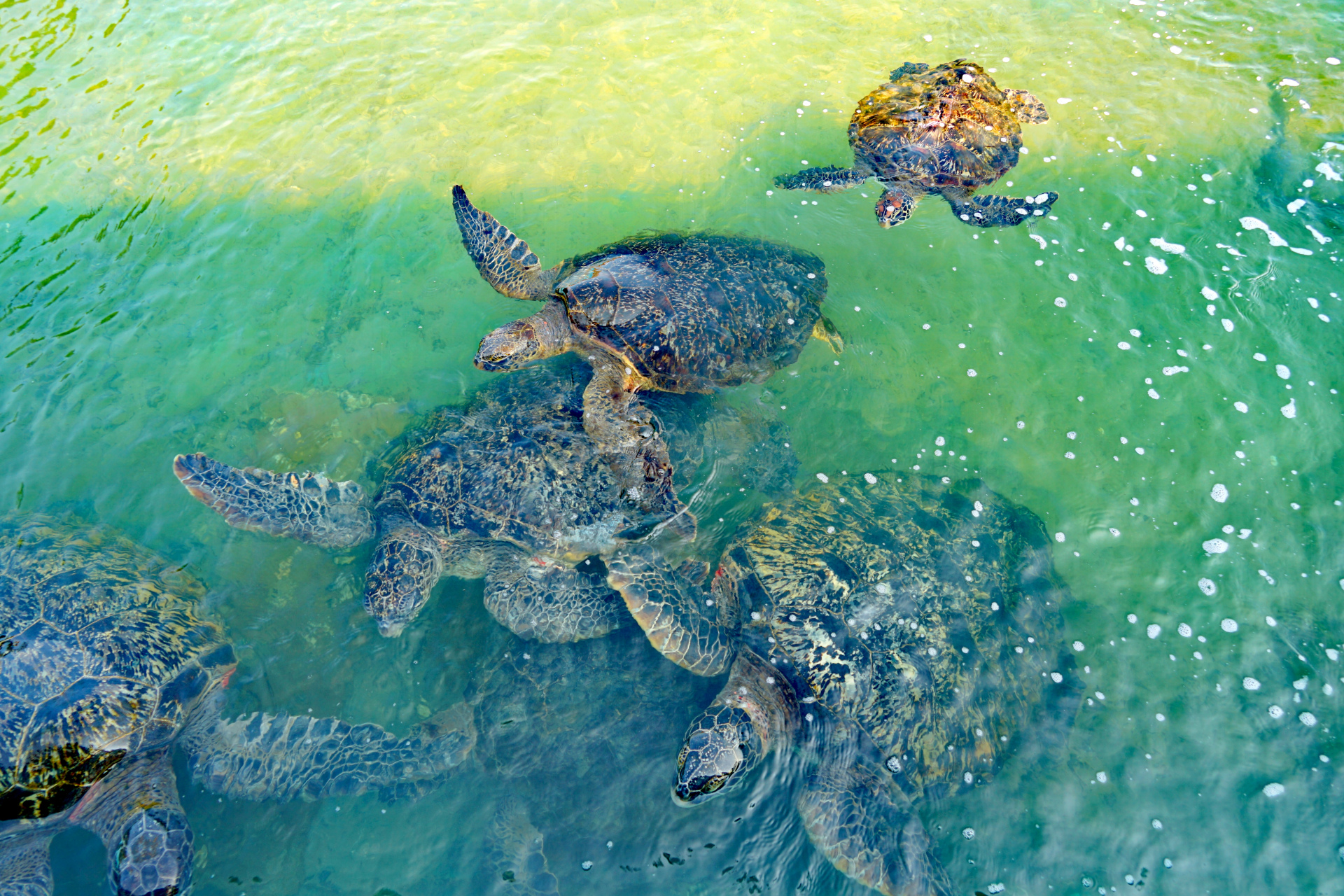 湛江硇洲岛有个海龟城,这里的海龟个头超级大,年纪更大,大多数海龟