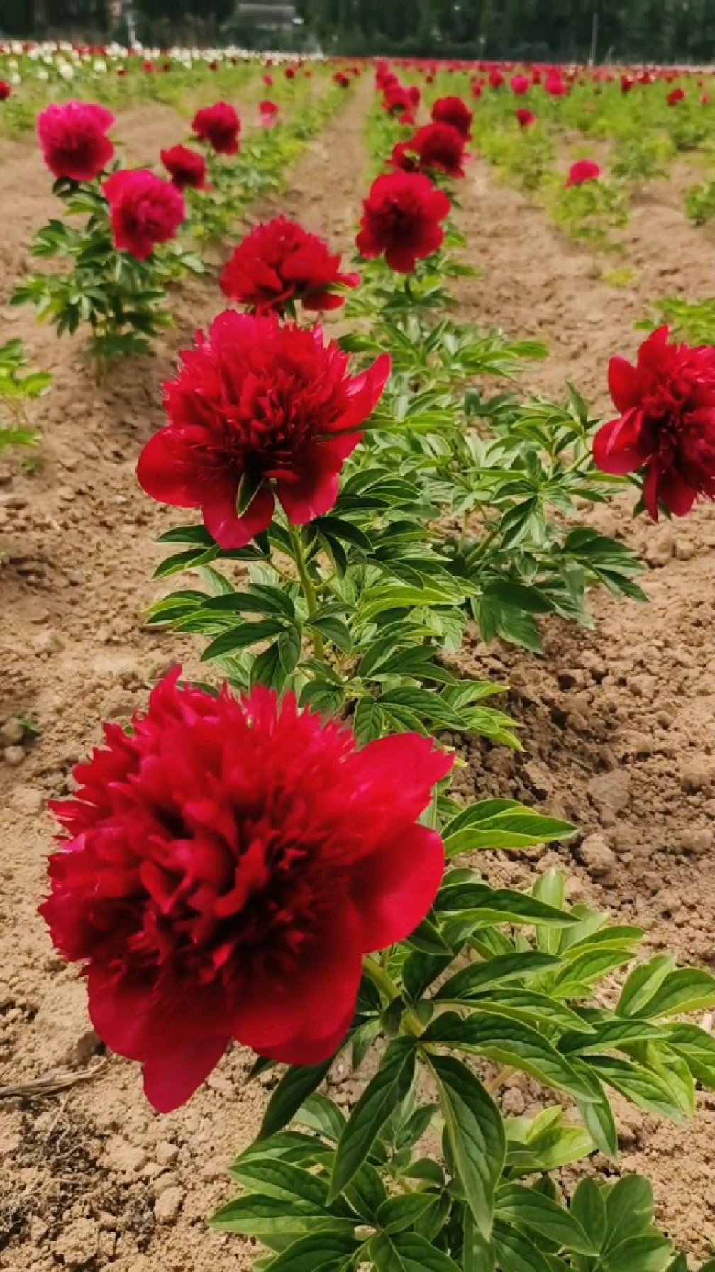 进口芍药 红色魅力