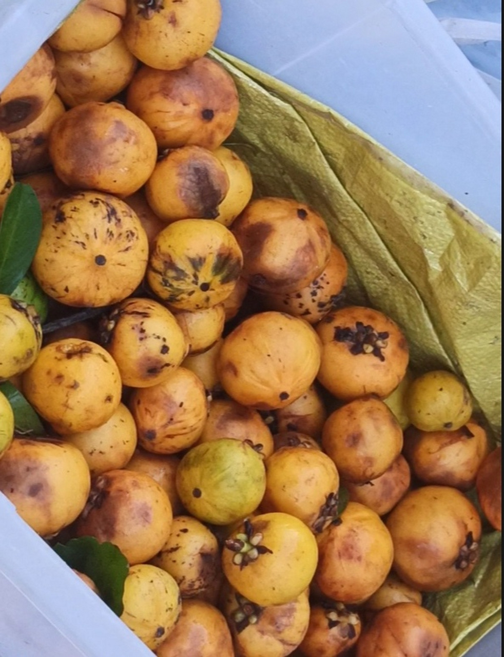 有一种水果,如果要吃,不能用牙齿咬,只能连肉带核一口吞,吃多了还会