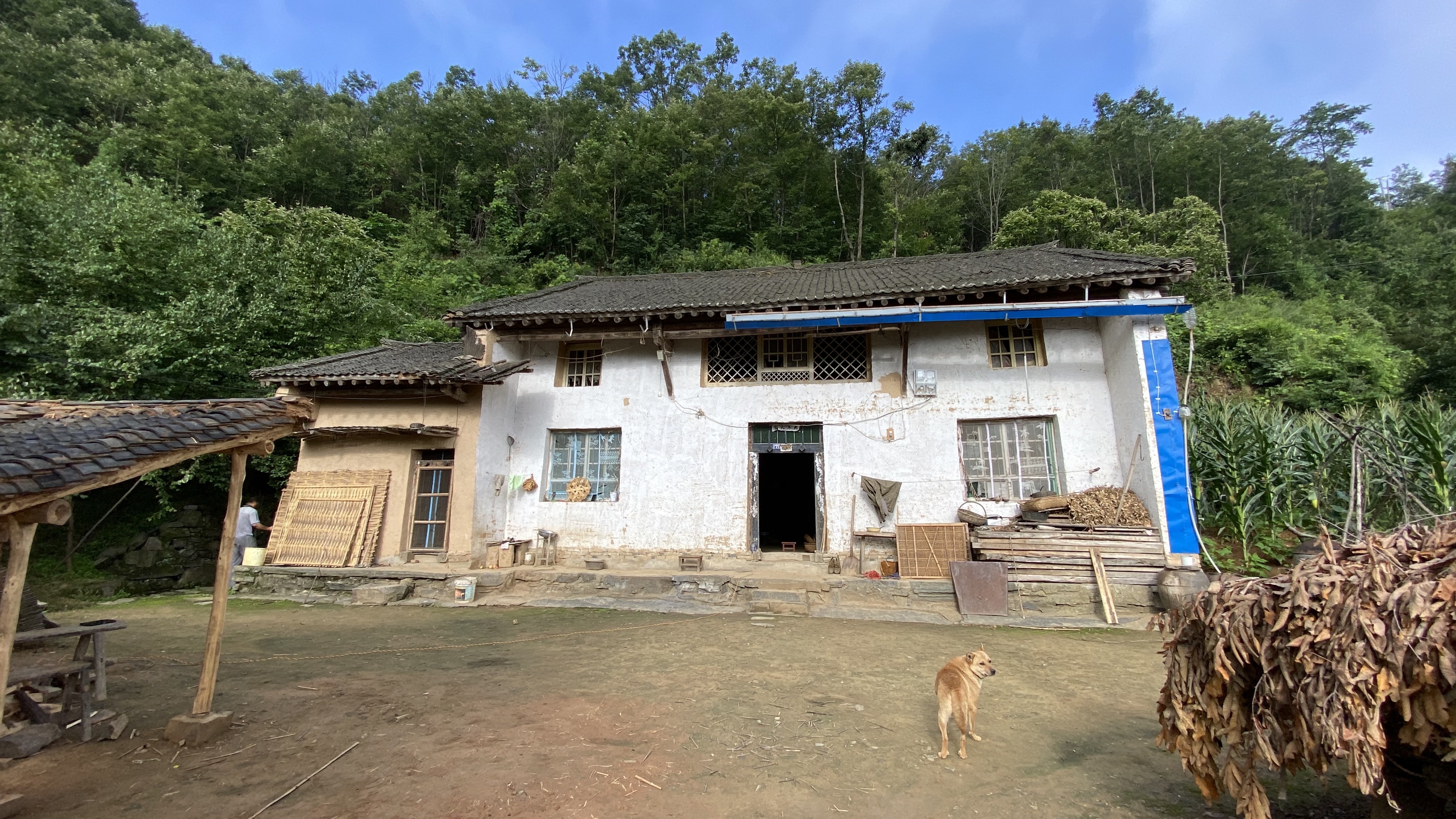 给我伯帮忙安装好烘干机,回去路上遇野猪,过几天回来摘花椒