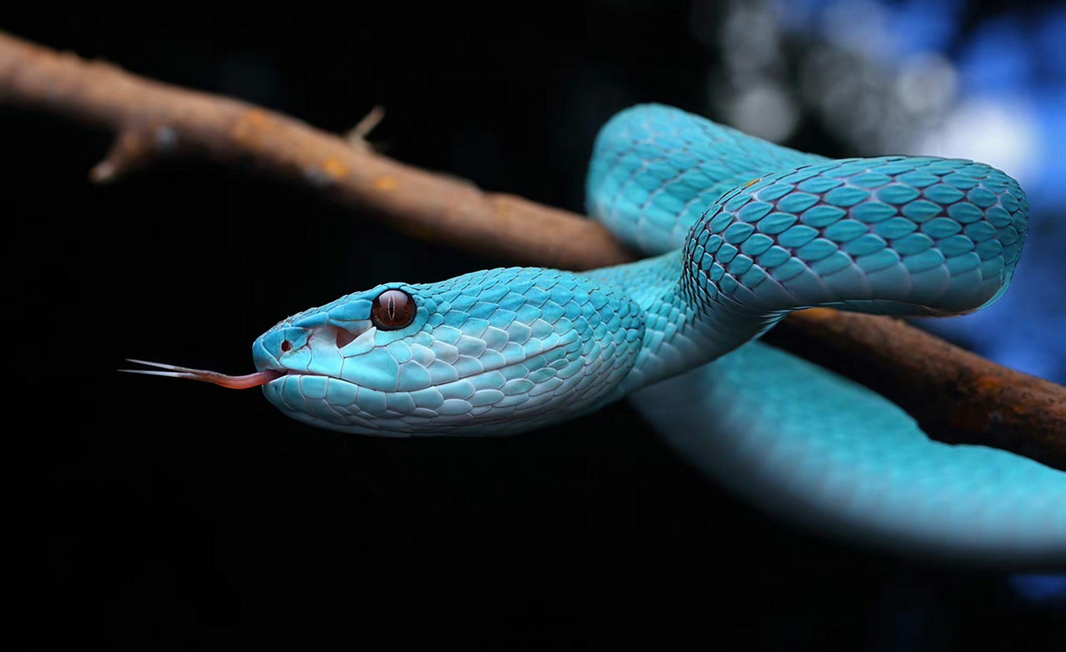 蛇,海岛竹叶青,惊艳的蓝色 .