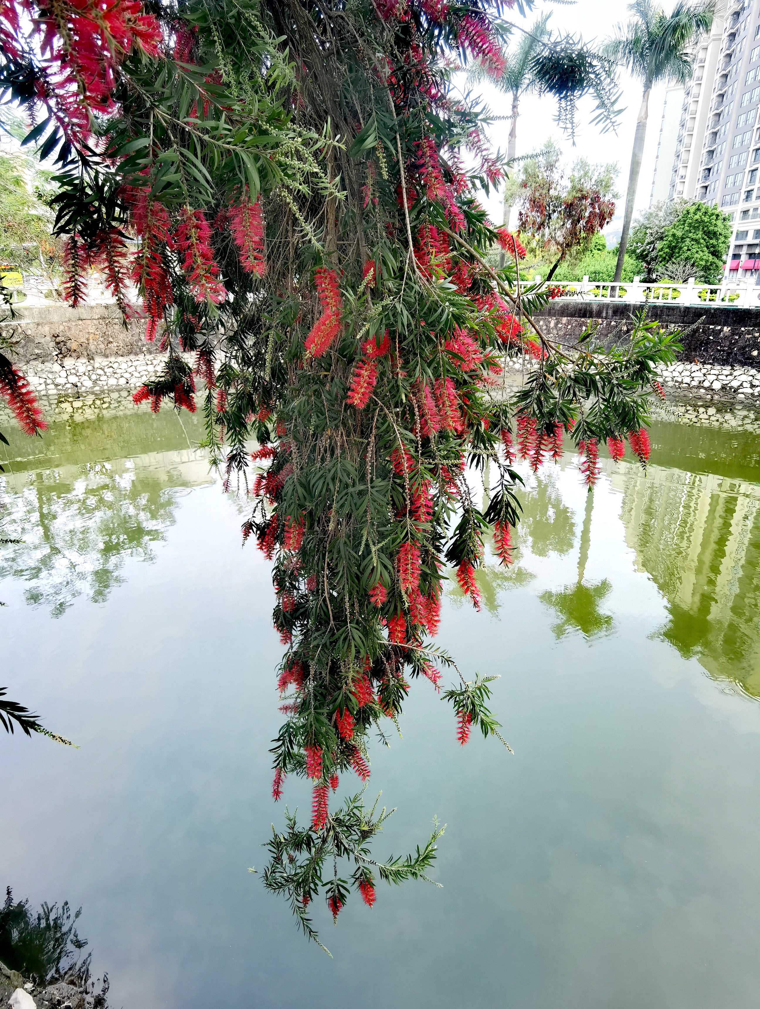 串钱柳花期图片