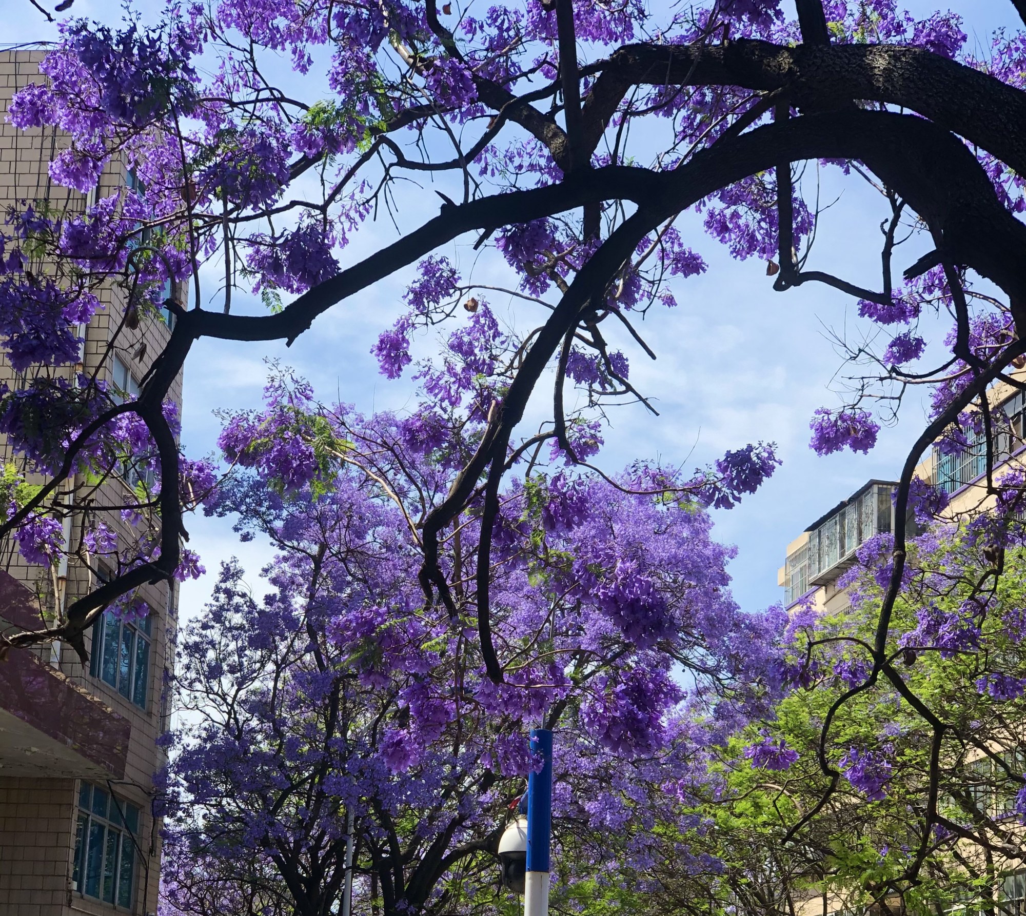 昆明教场中路的蓝花楹已经盛开,赶快约上好友出发吧