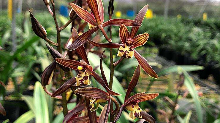 企黑墨兰的养护方法和注意事项