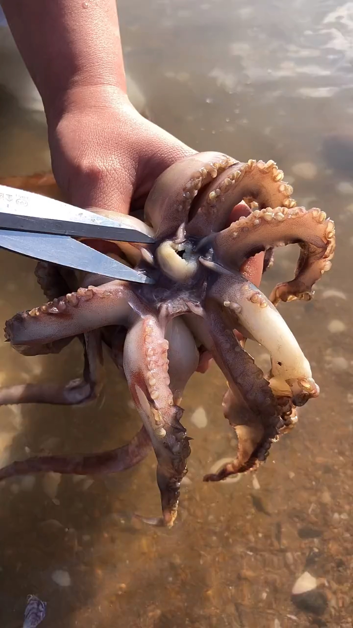 清理大鱿鱼牙齿