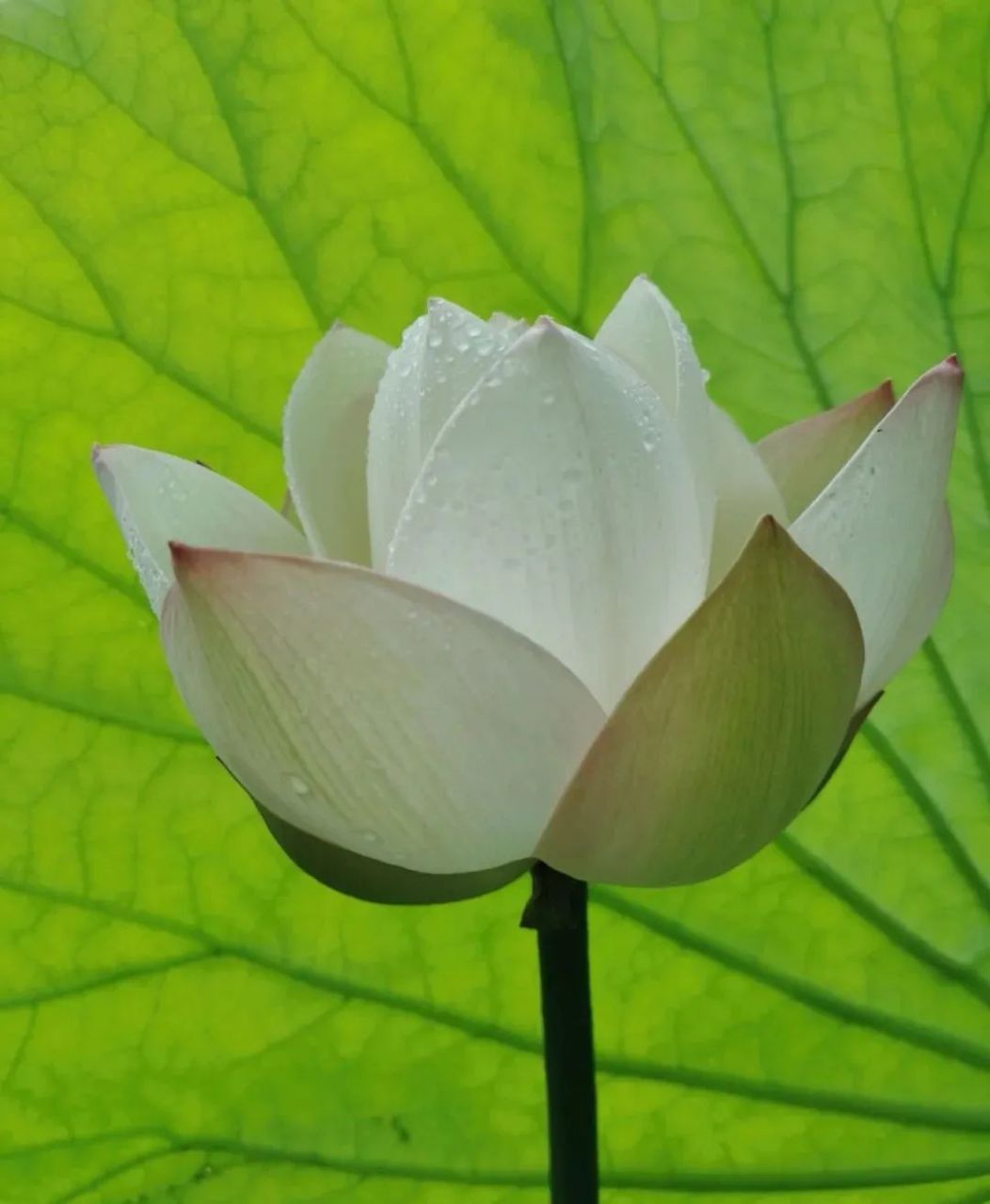 无明的人,就如一个天生的飞蚊症患者,执着于自己