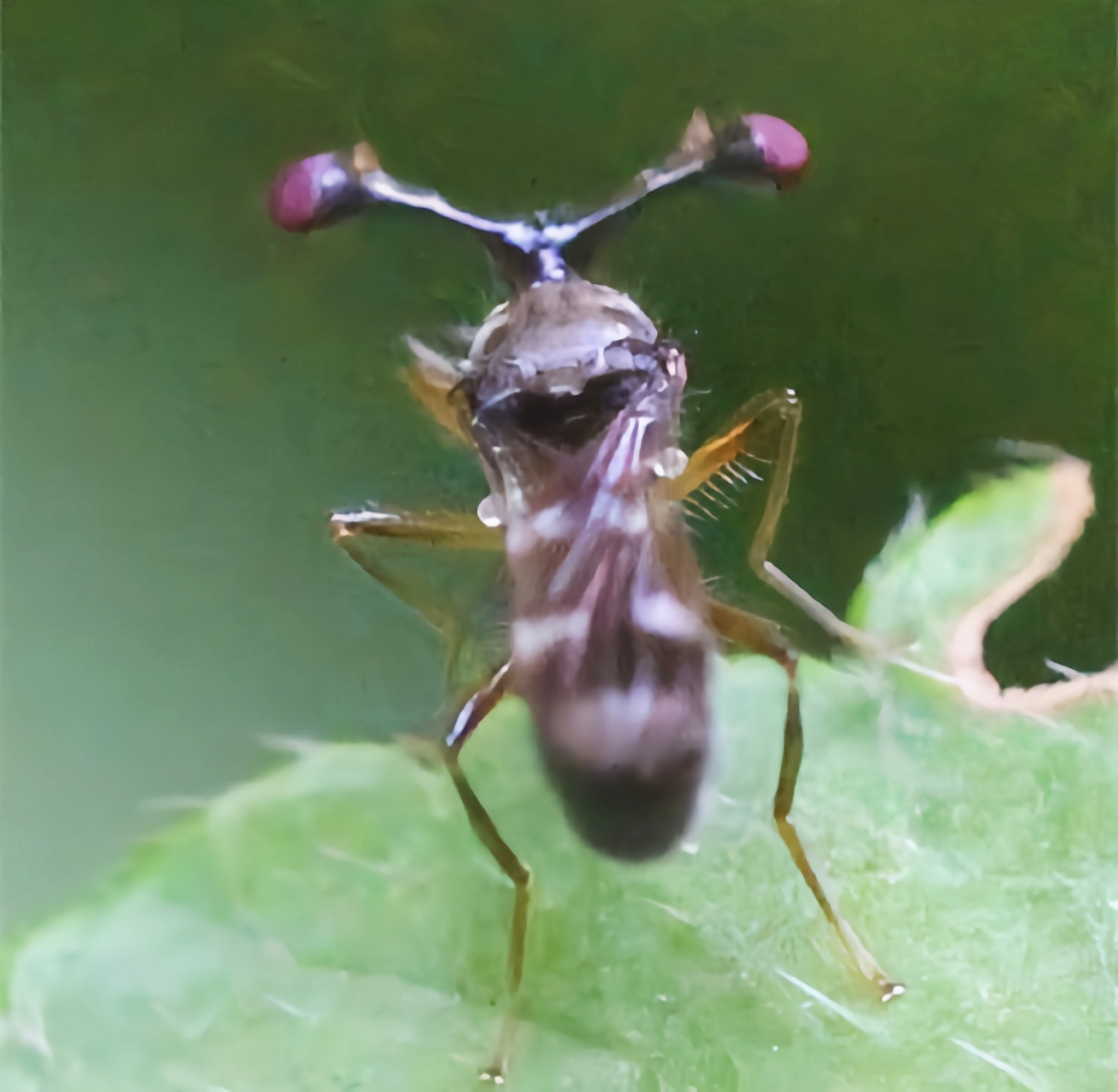 每天认识一种昆虫——突眼蝇 这是一种长相怪异的昆虫,它是双翅目突眼