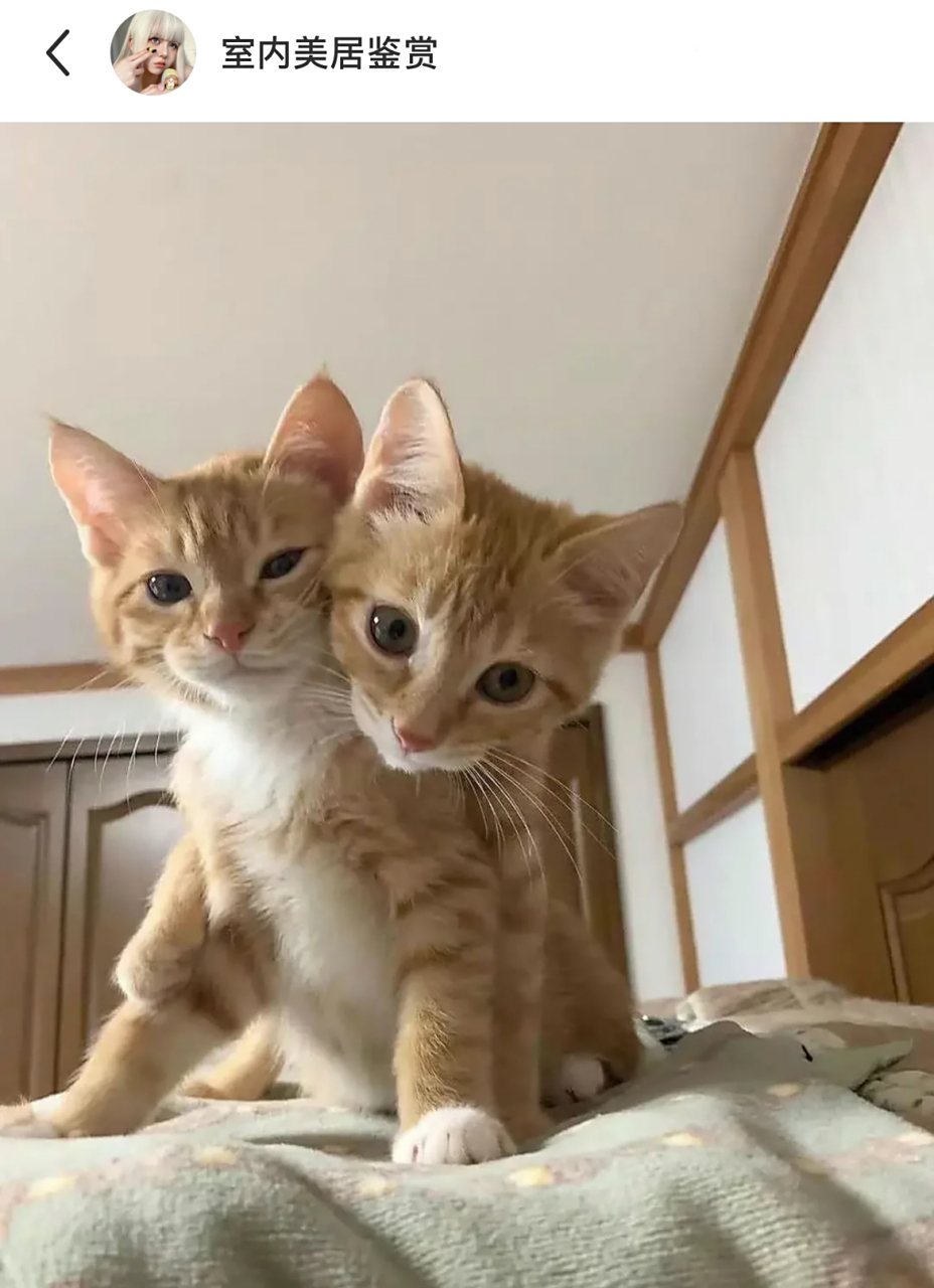 小猫咪:我俩天下第一好!