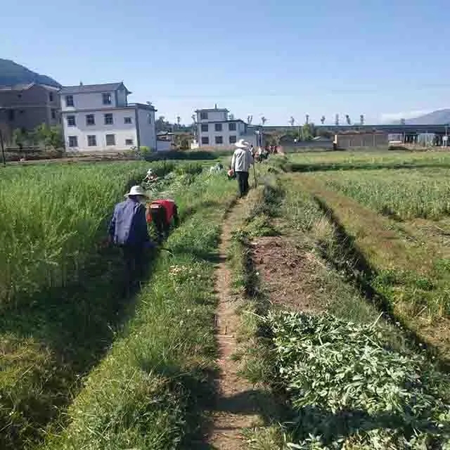 大理洱源县牛街乡持续开展清沟清渠,有效防控雨水冲击污染