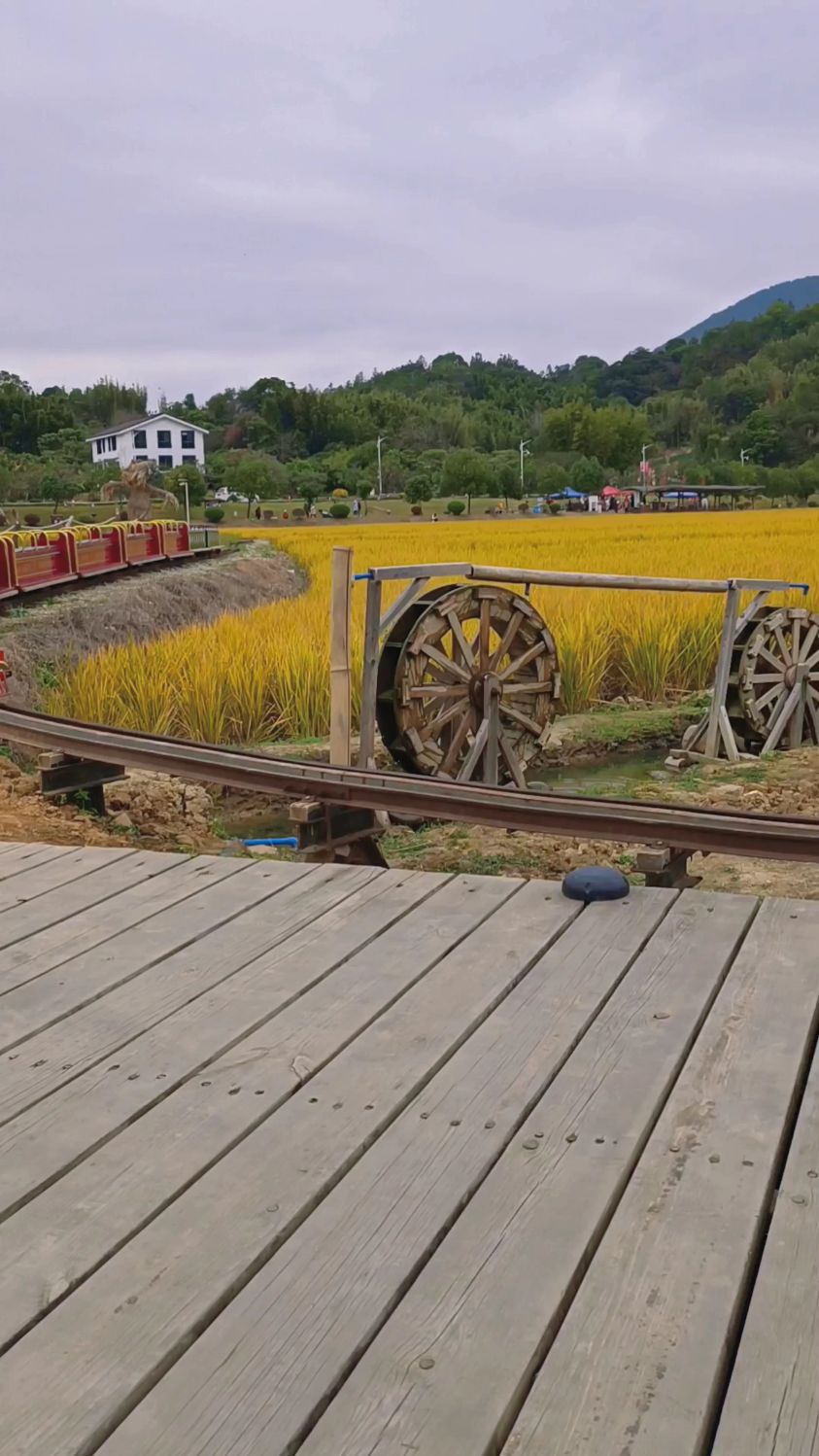 从化稻田小火车,感受乡村的味道