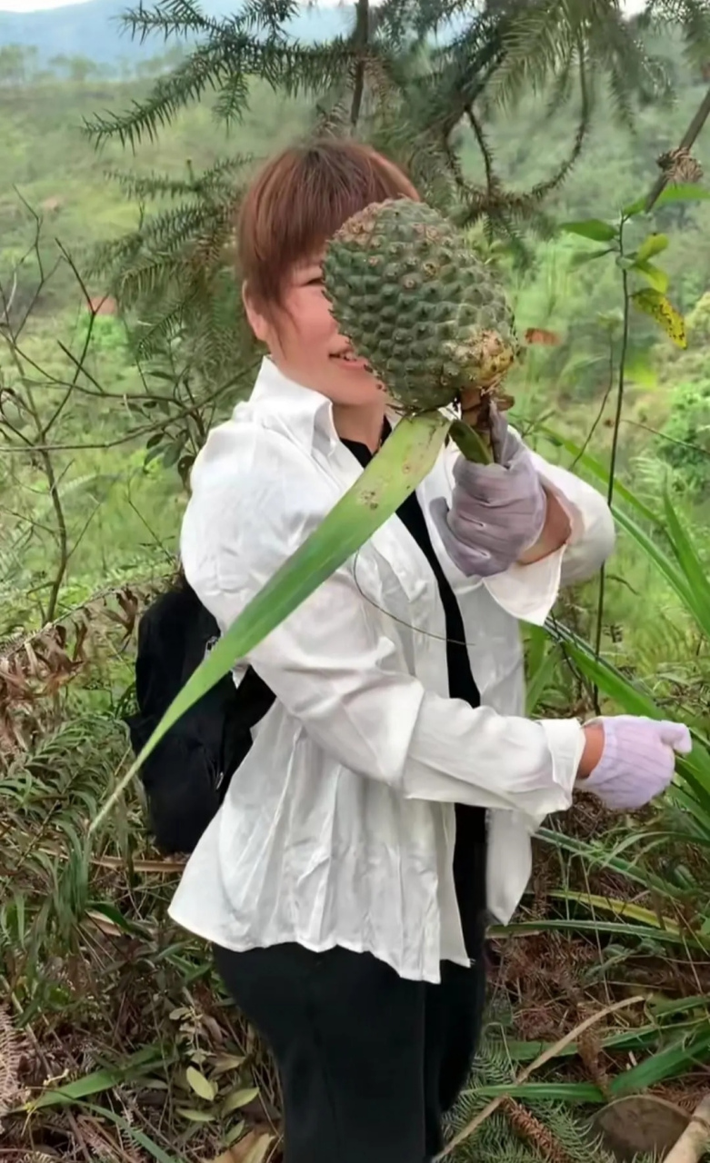 野菠萝图片功效图片