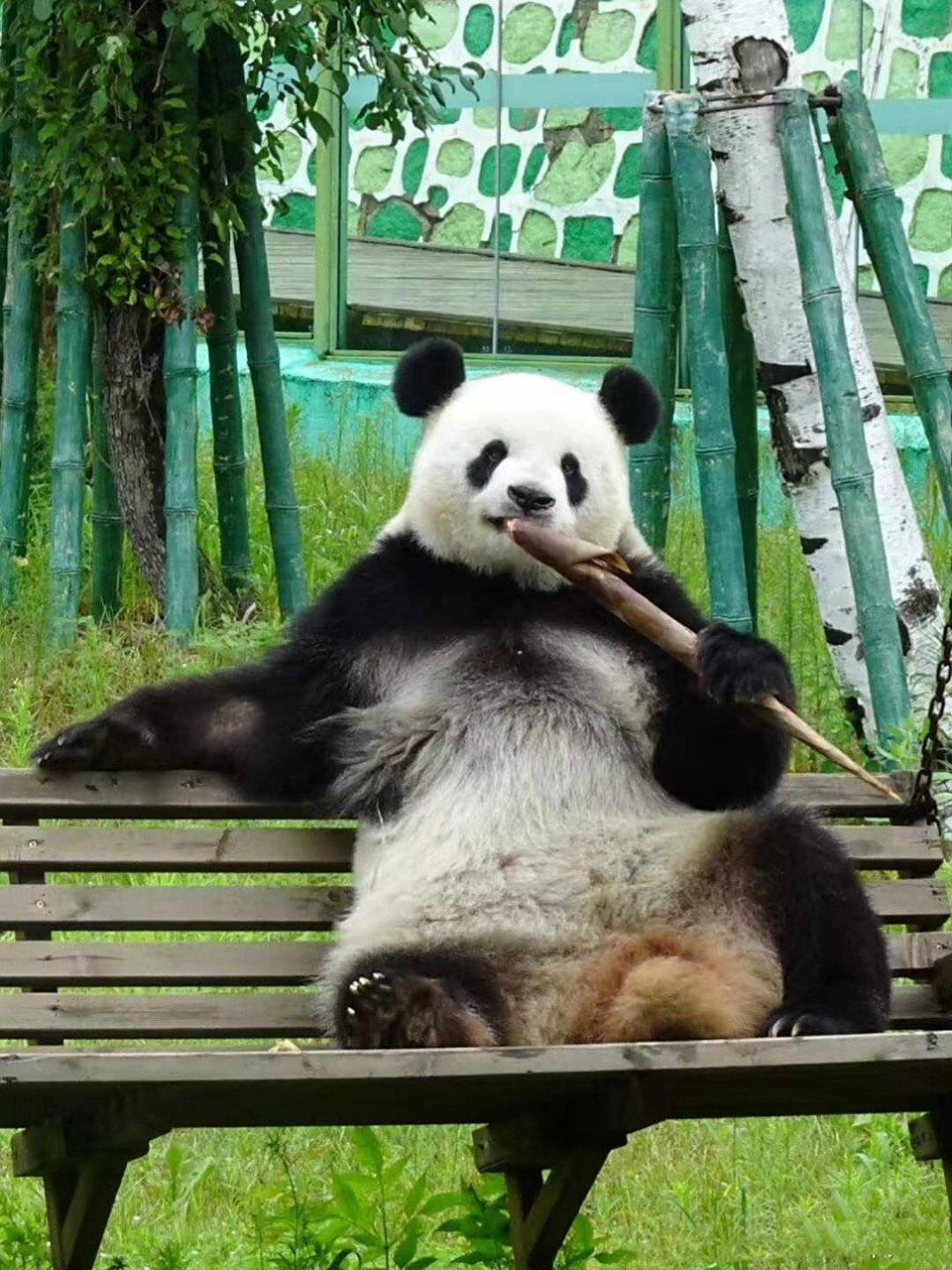 猫猫思嘉: 本千金的美貌从小以南思嘉名震猫猫村;无论那个年龄段,那个