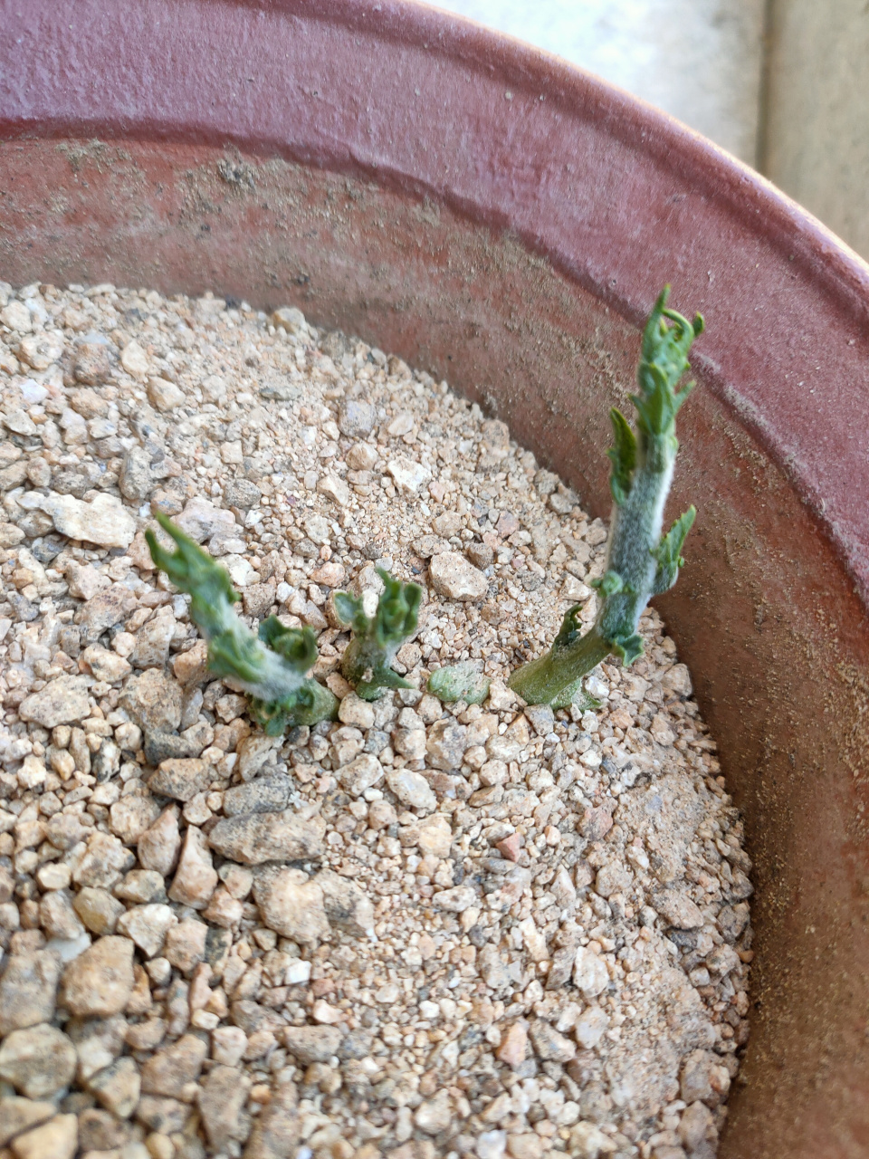 去年深秋咱们储存的佛手瓜发芽了[耶耶耶]想看如何操作的朋友可以看一