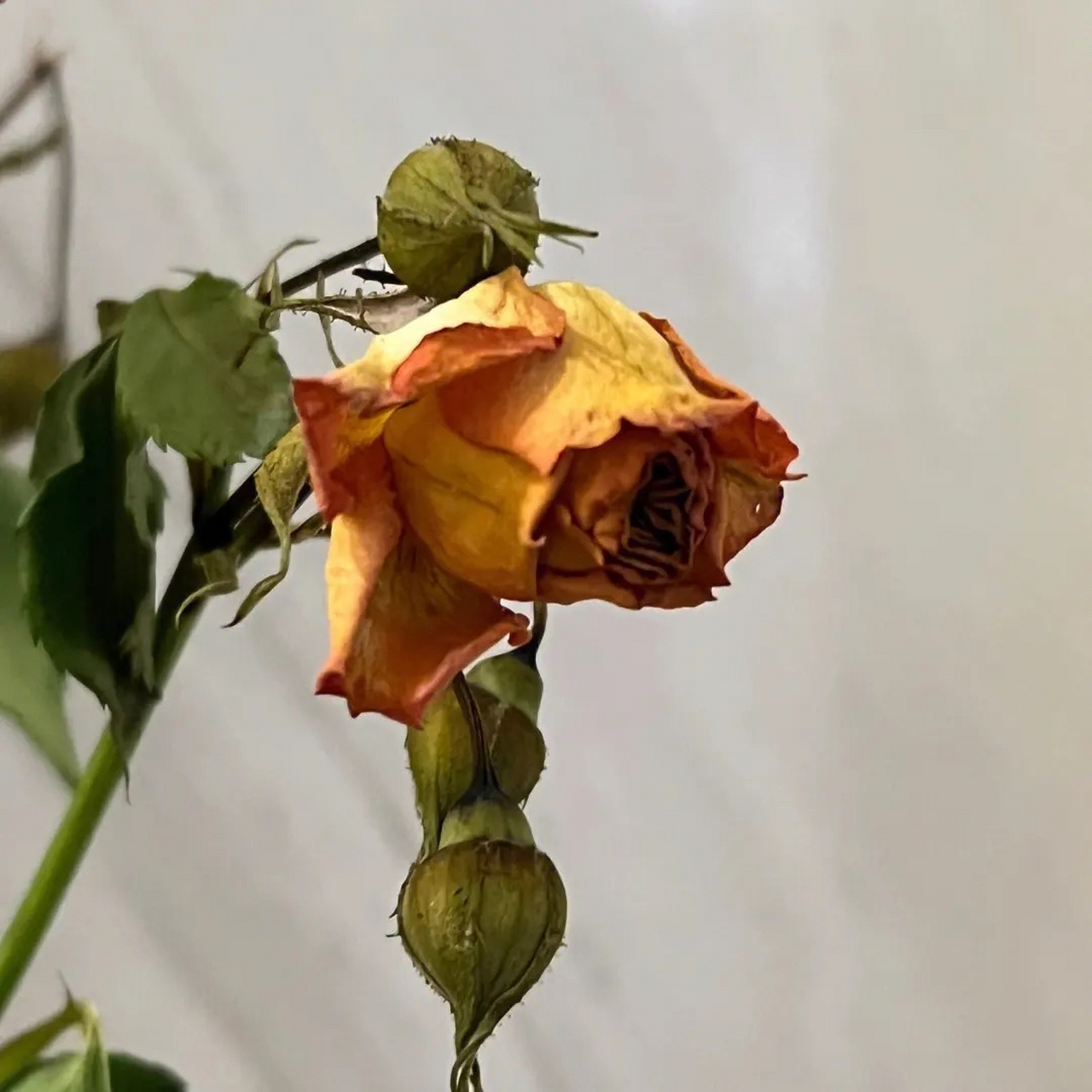 老铁们,养的玫瑰花已经要开花了,但是突然之间就枯萎了,请求爱花人士