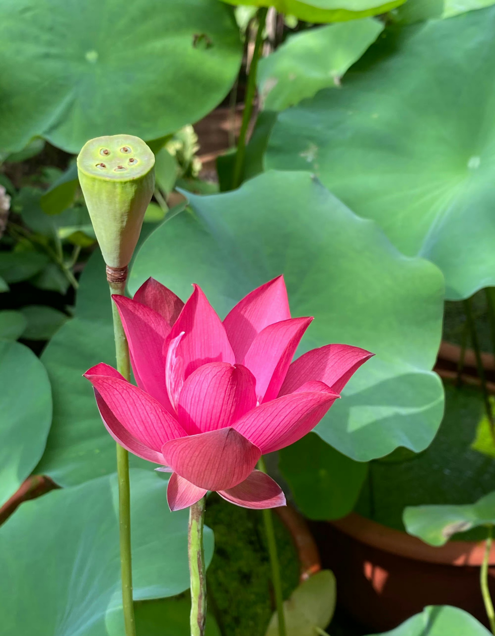 它的花蕊是粉红色的火红荷花,年年荷花开 岁岁人不同 夏来我也来 共度