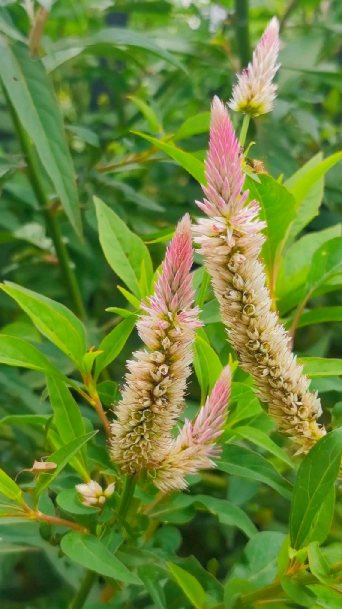 花语是真挚的爱情,永恒不变的爱-度小视