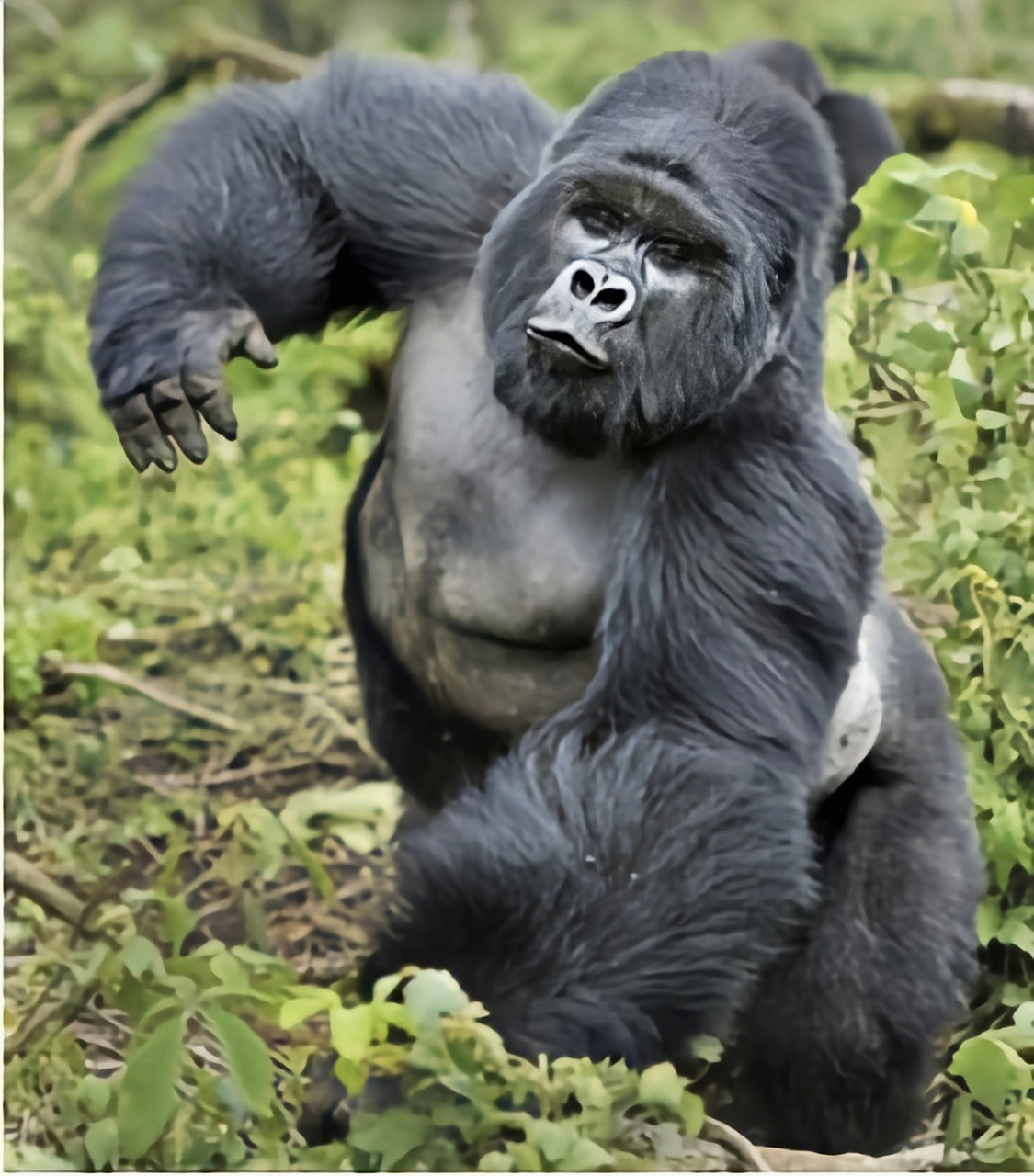 每天认识一种动物——山地大猩猩 山地大猩猩别名东非低地大猩猩,灵长