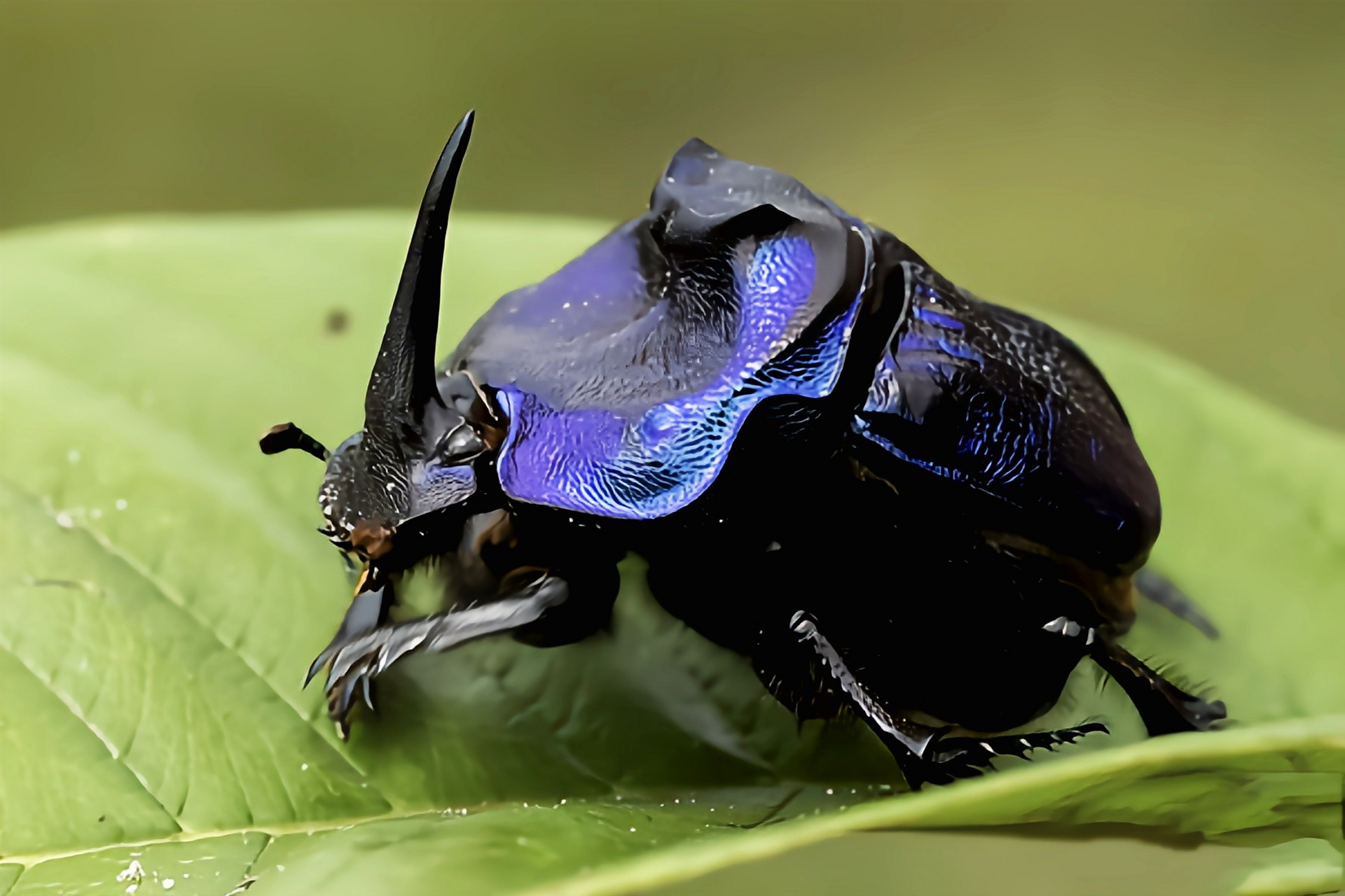 它是巨虹螂属最美最大的品种之一,体长2.5-5.