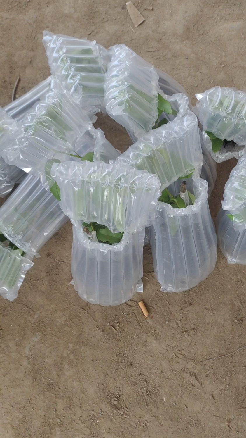 营养杯弗里斯克,德樱一号大樱桃苗发全国各地!-度小视