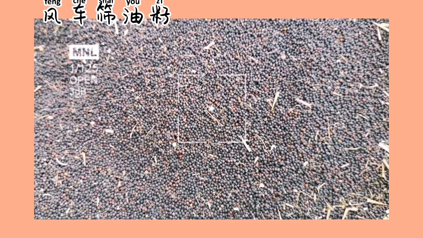 正宗农家小榨菜籽油