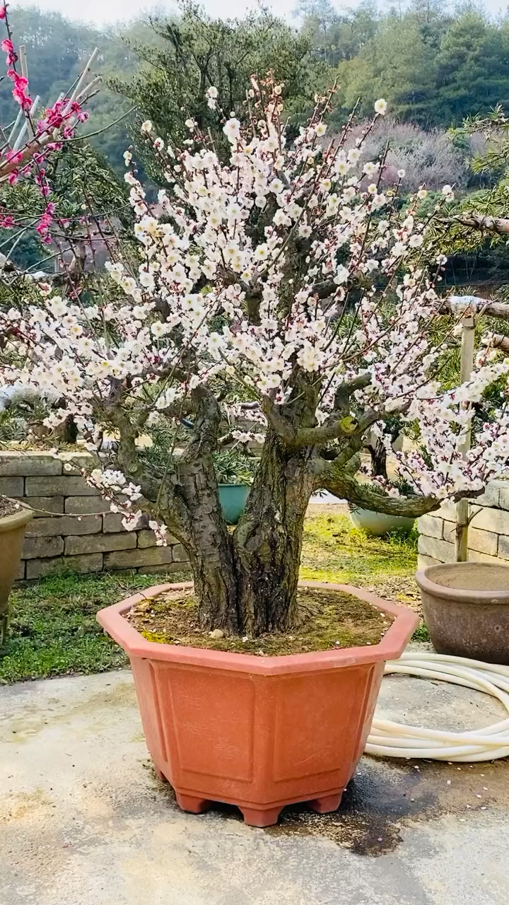 中国十大名花之首梅花,养护简单,年年开花,新手也能养好-度小视